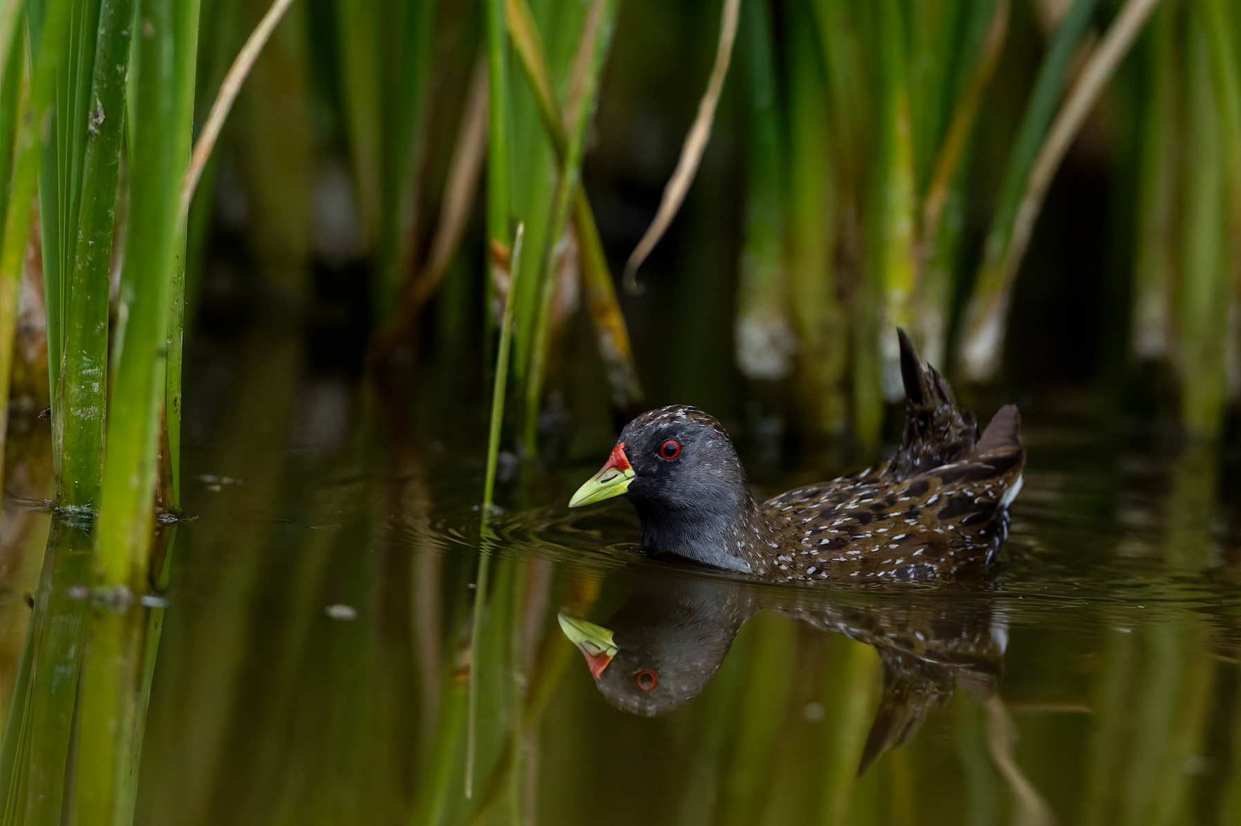 Australian crake, Lake Cargelligo, NSW, Australia