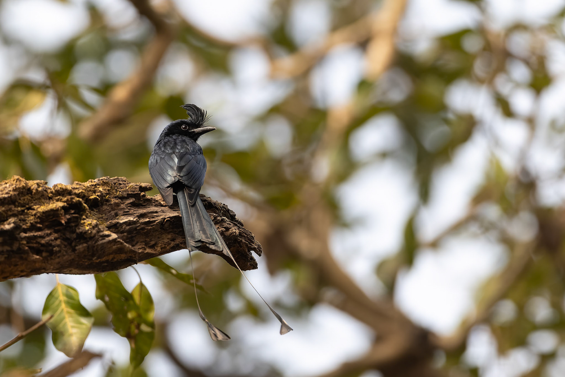 Greater racket-tailed drongo, Khana, India