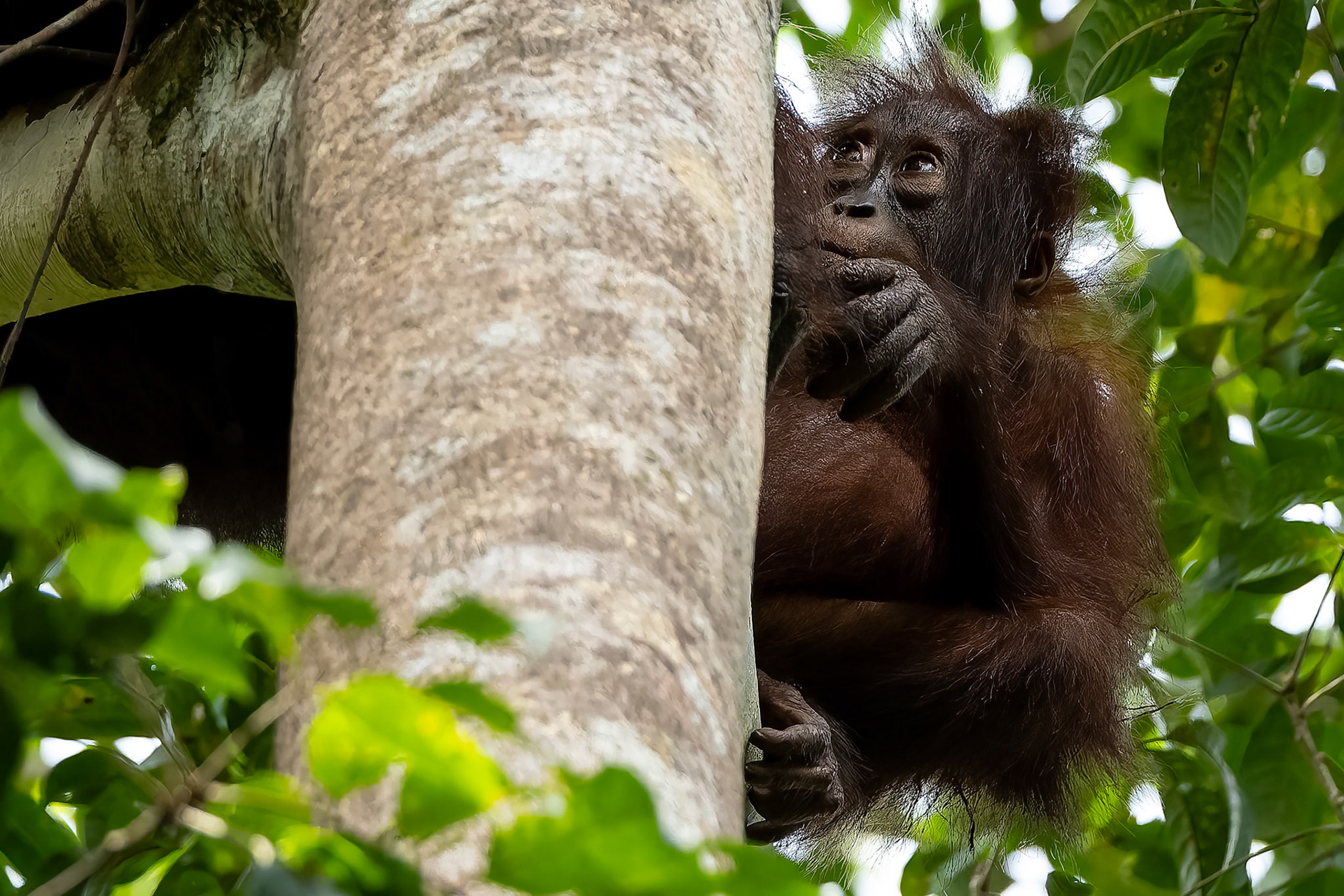 Orangutan, Sukau, Borneo