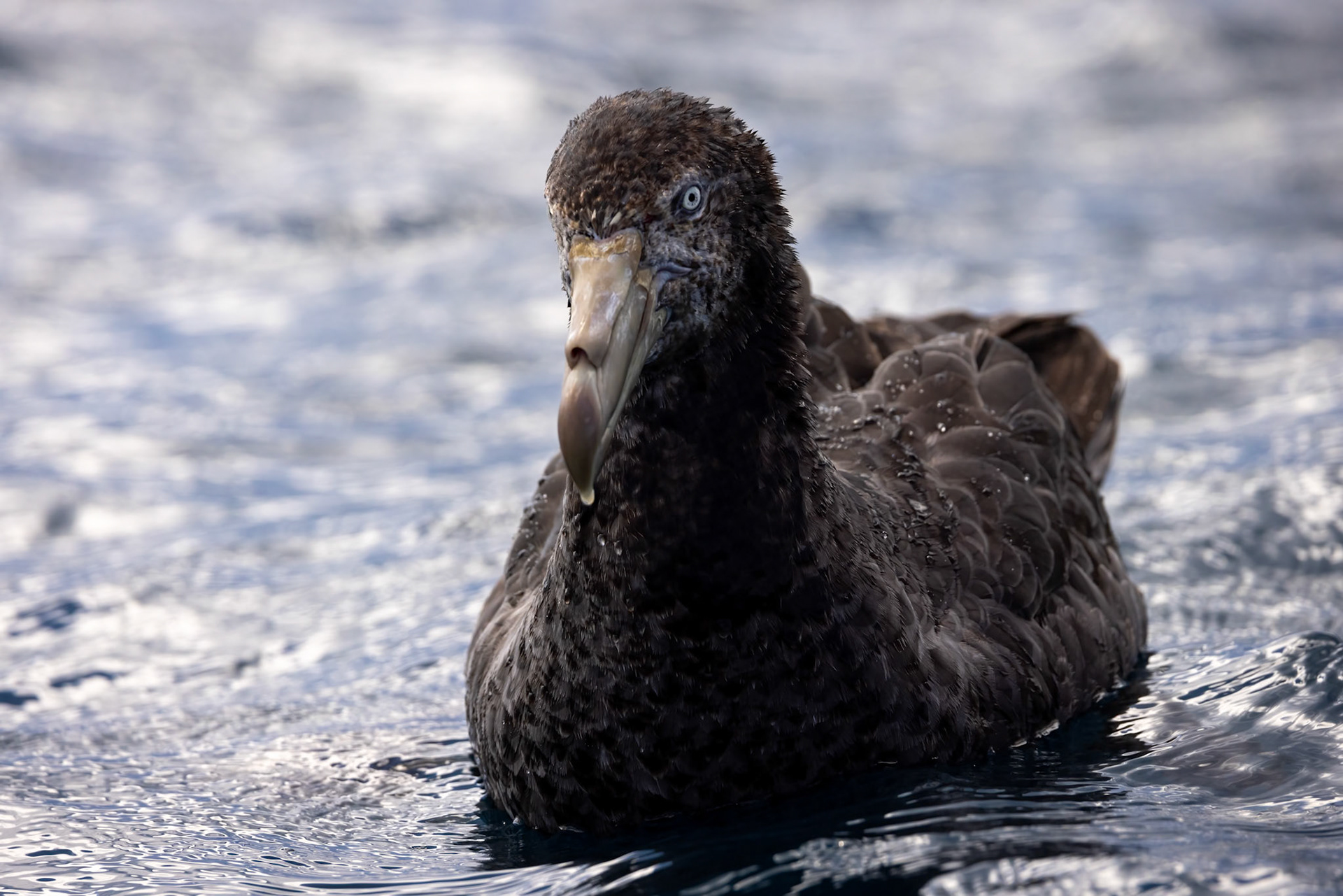Northern giant-petrel, Kaikōura, New Zealand