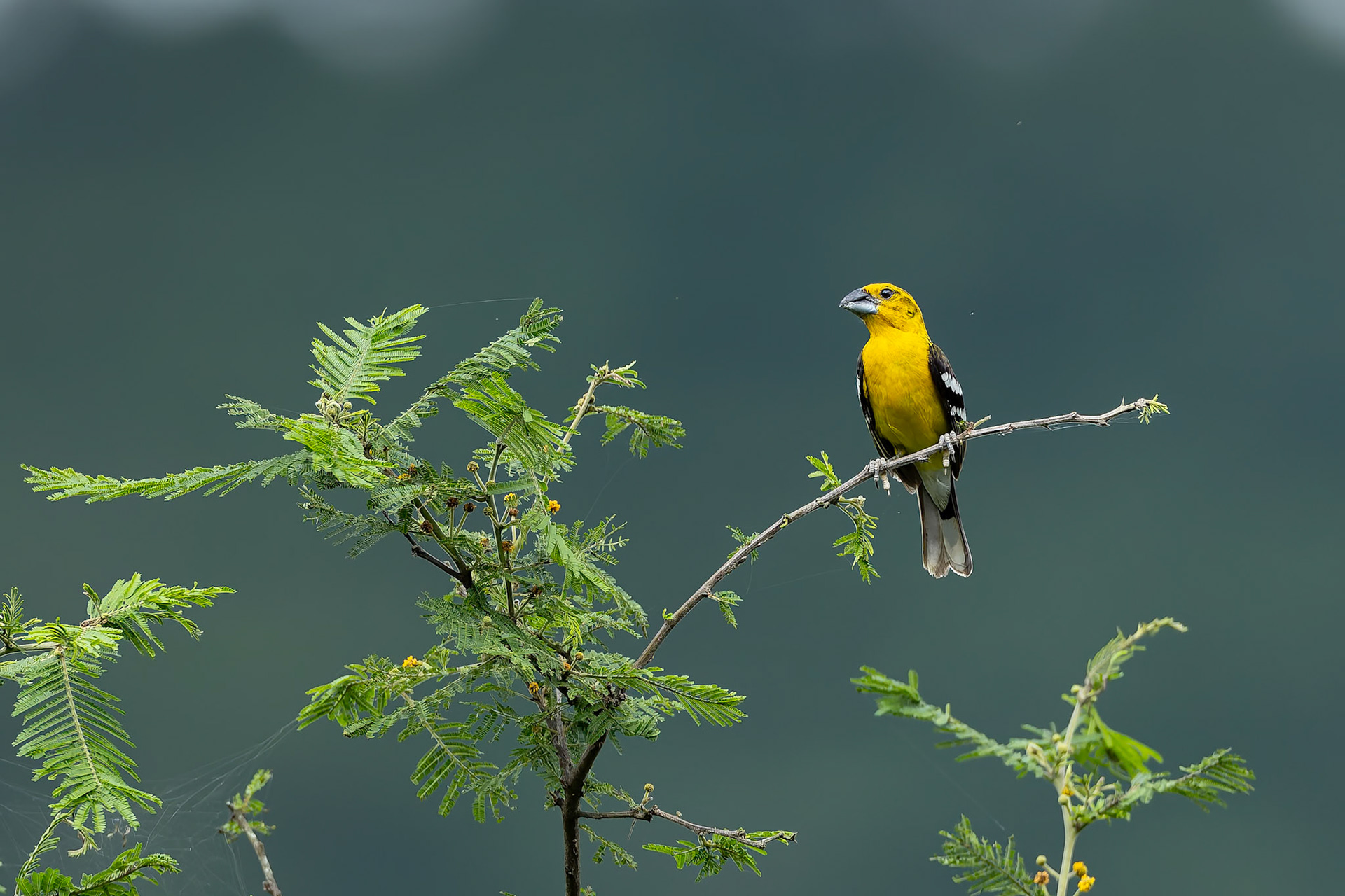 Golden grosbeak, Urraca Lodge, Jorupe National Park, Ecuador