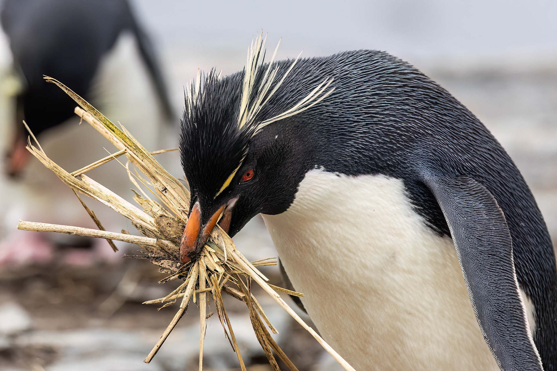 Southern rockhopper penguin, Bleaker Island, Falkland Islands