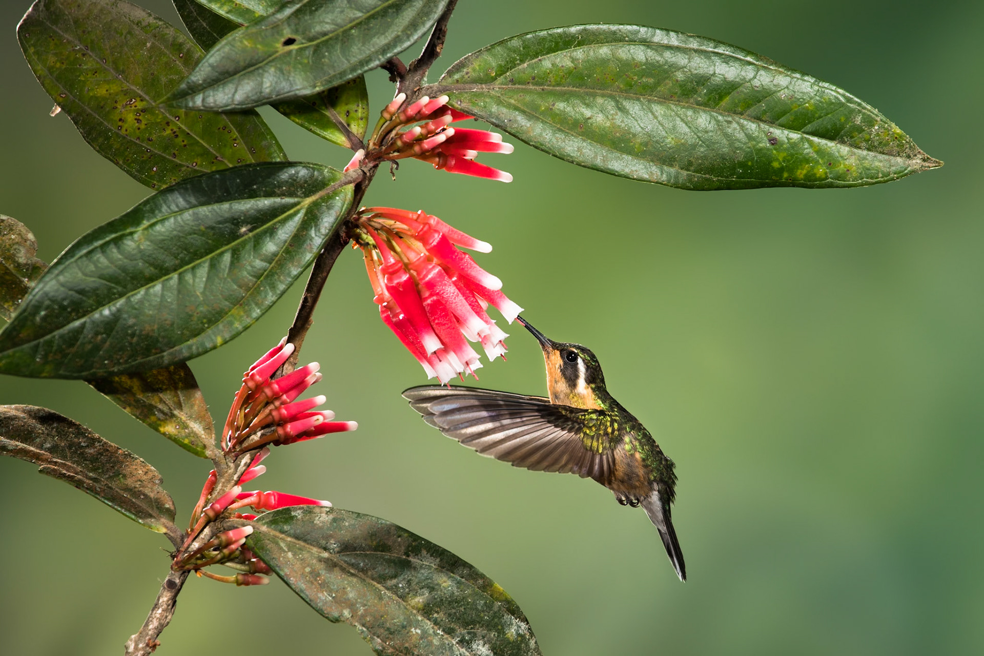 White-throated mountain gem hummingbird, Savegre, Costa Rica