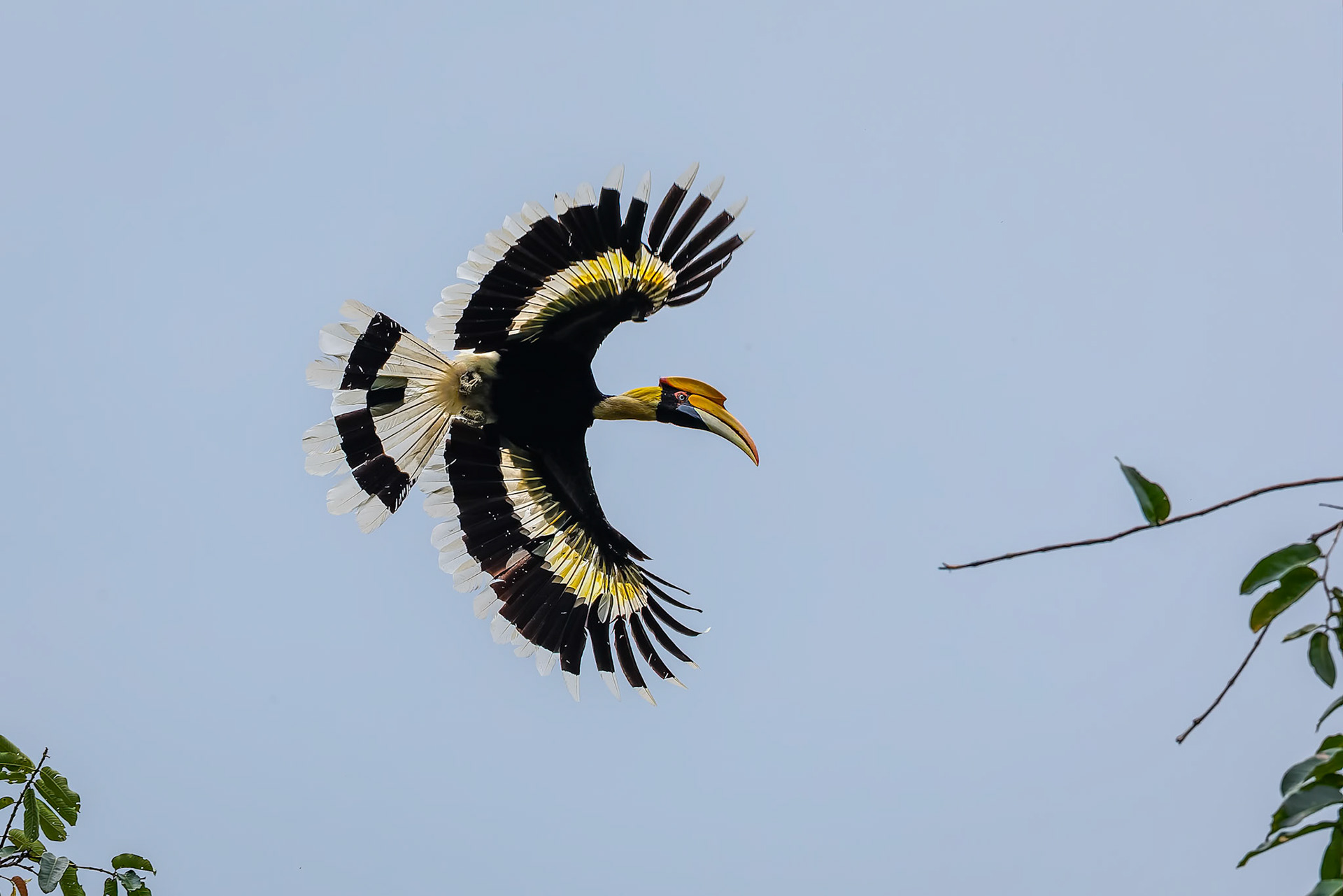 Great hornbill, Khaeng Krackan National Park, Thailand