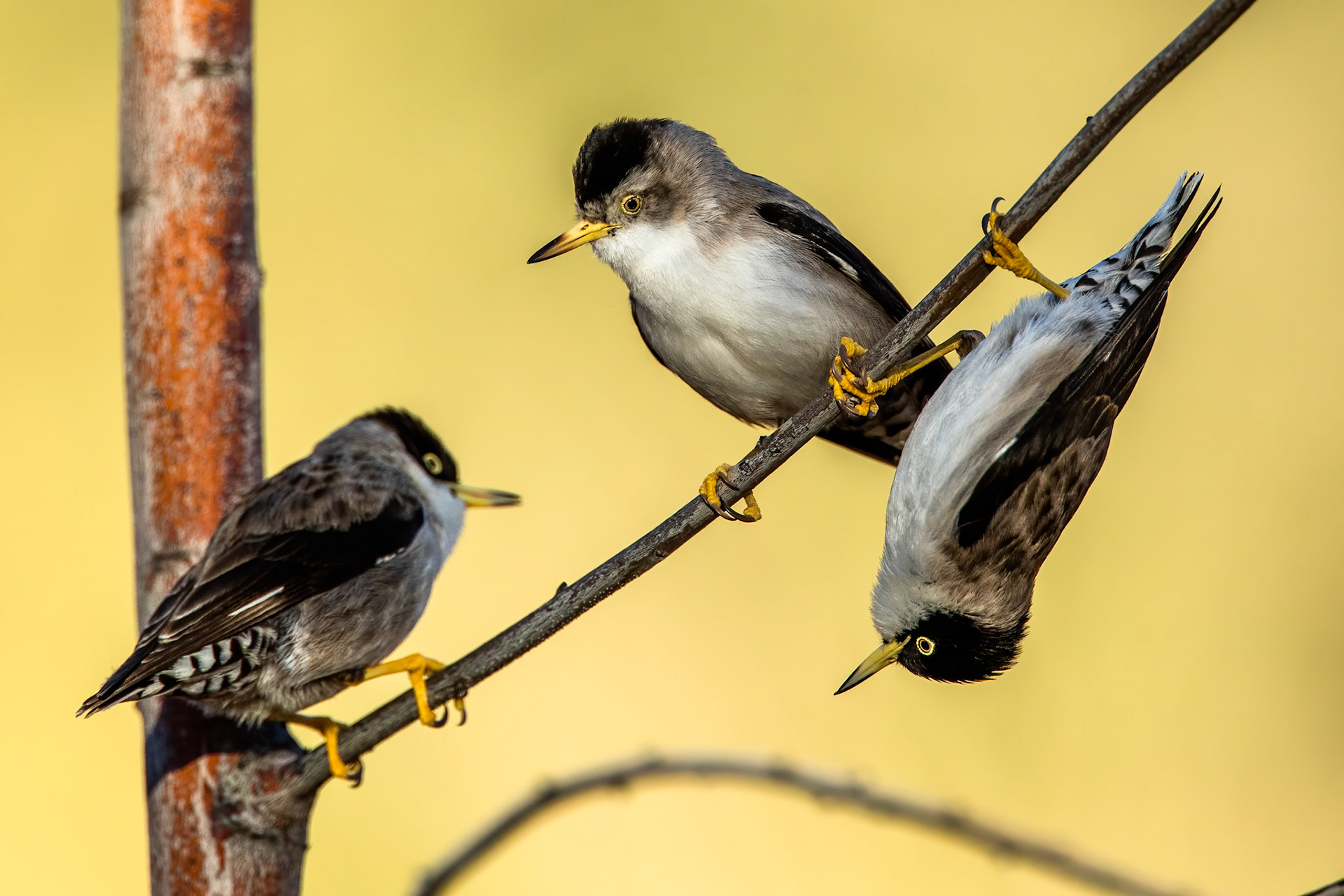 Varied sittella, Mount Isa, Queensland, Australia