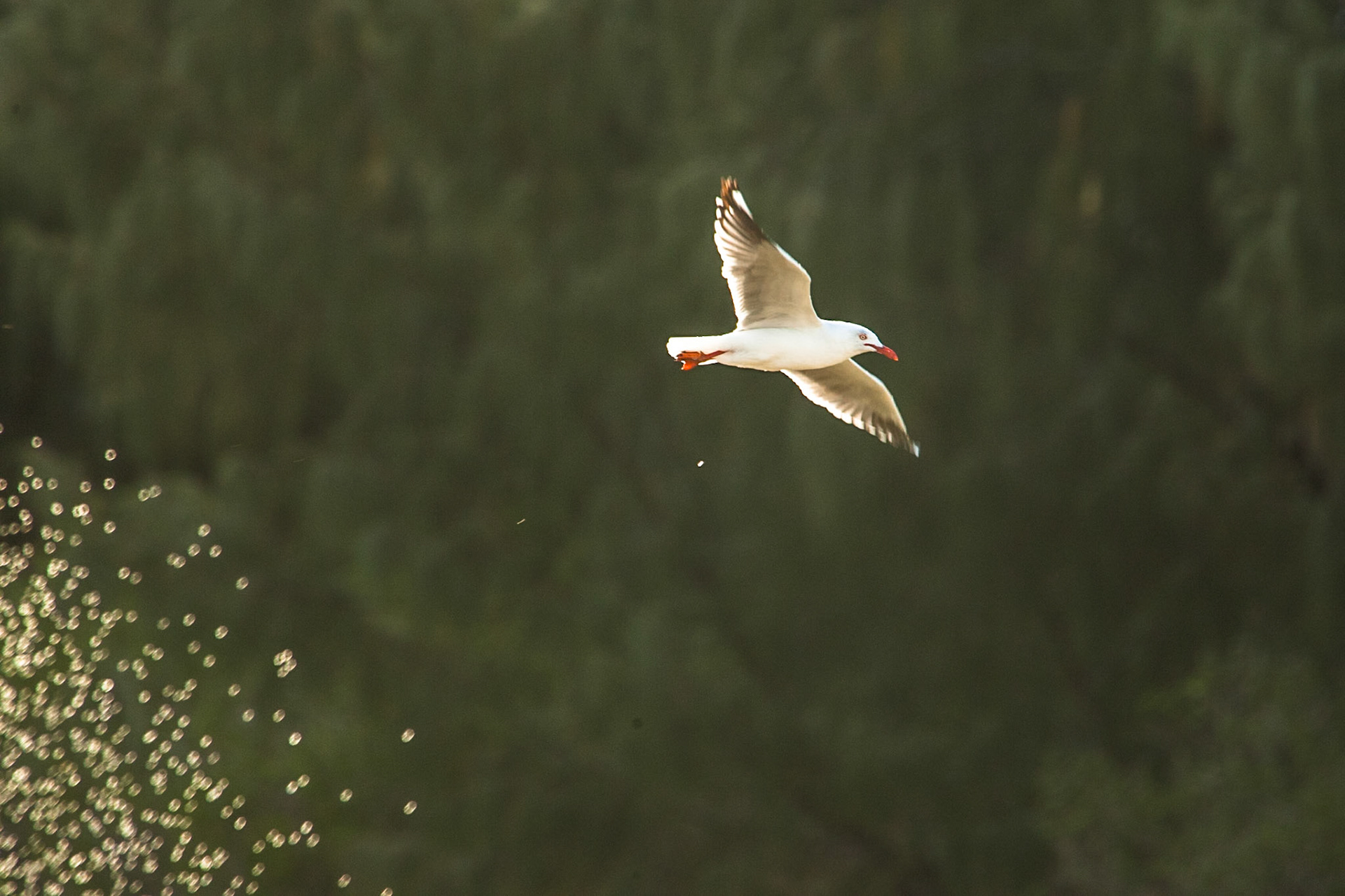 Silver gulls in spray, Lady Elliot Island, Queensland, Australia