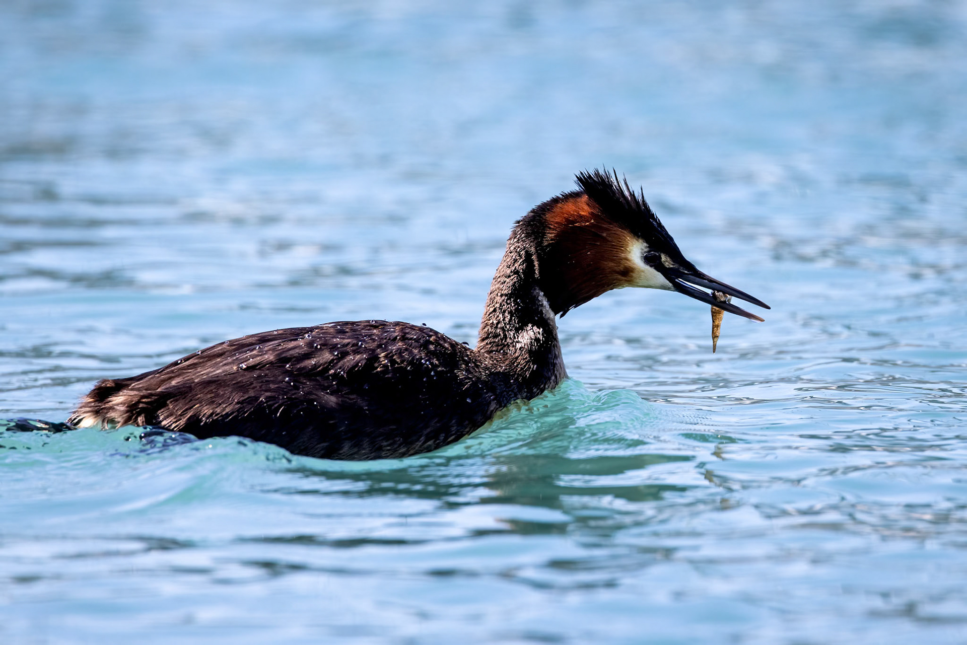Great crested grebe, Twizel, New Zealand