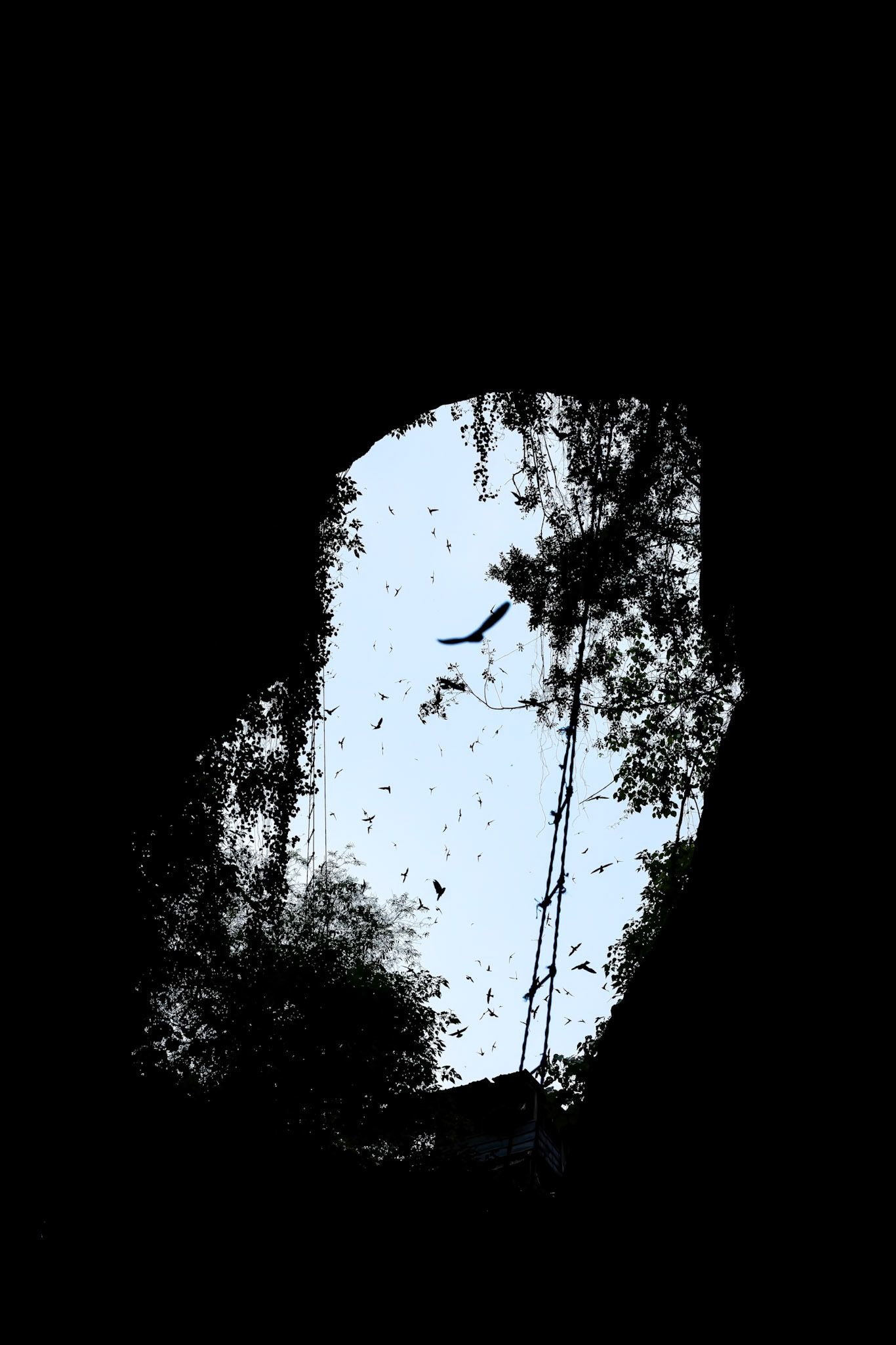 Swallows, Sukau, Borneo