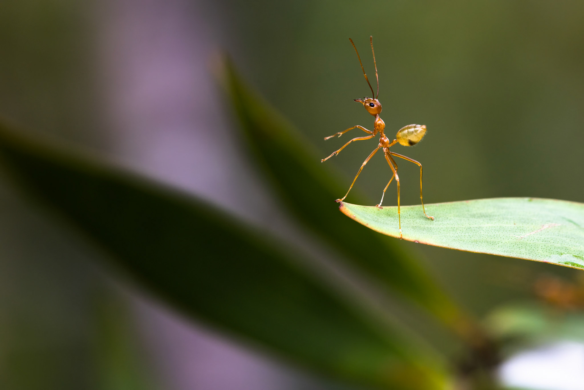 Green ant, Kutini-Payamu (Iron Range) National Park, Cape York Penninsula, Queensland