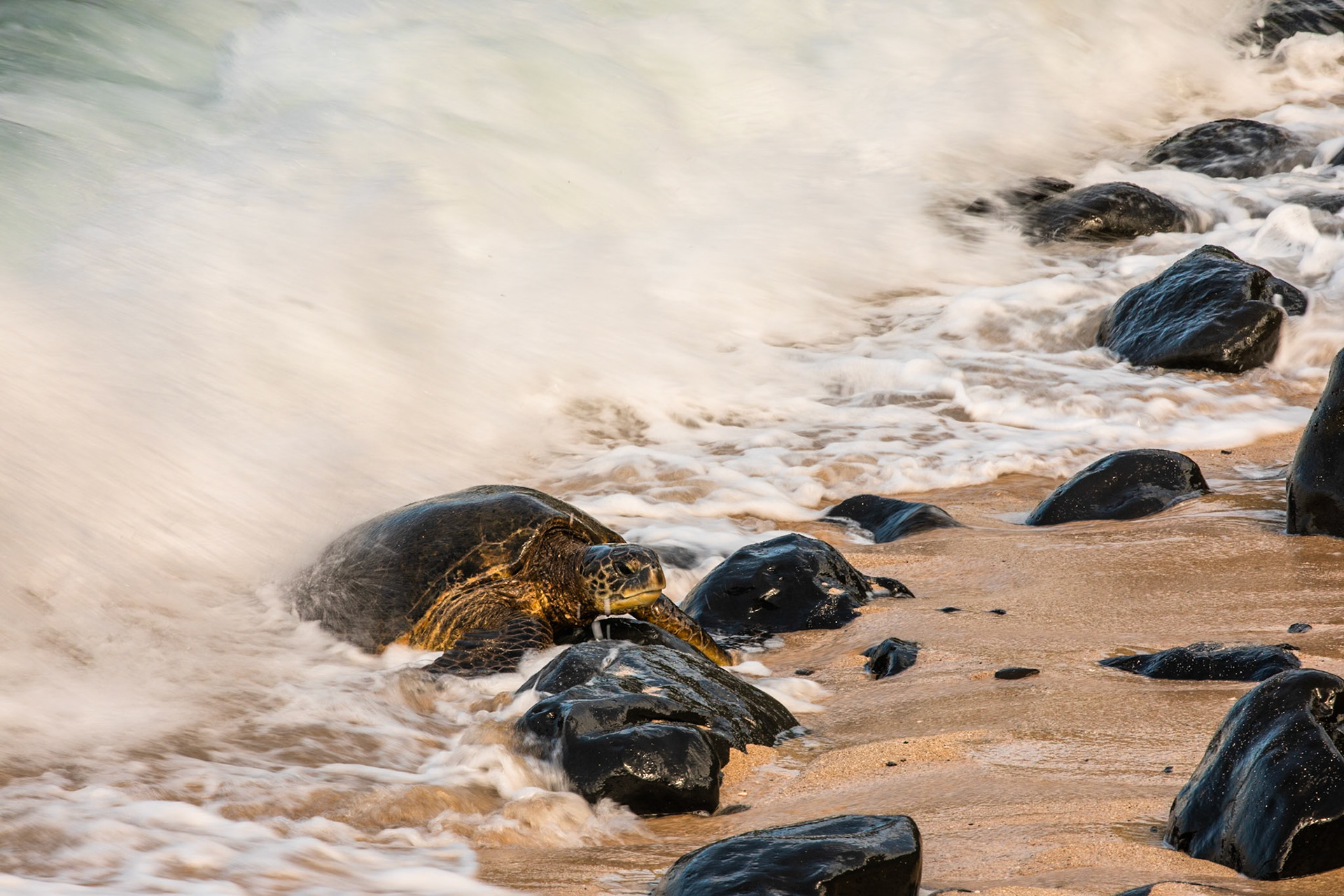Hawaiian Green Sea Turtles, Ho’okipa , Maui, Hawaii, United States of America