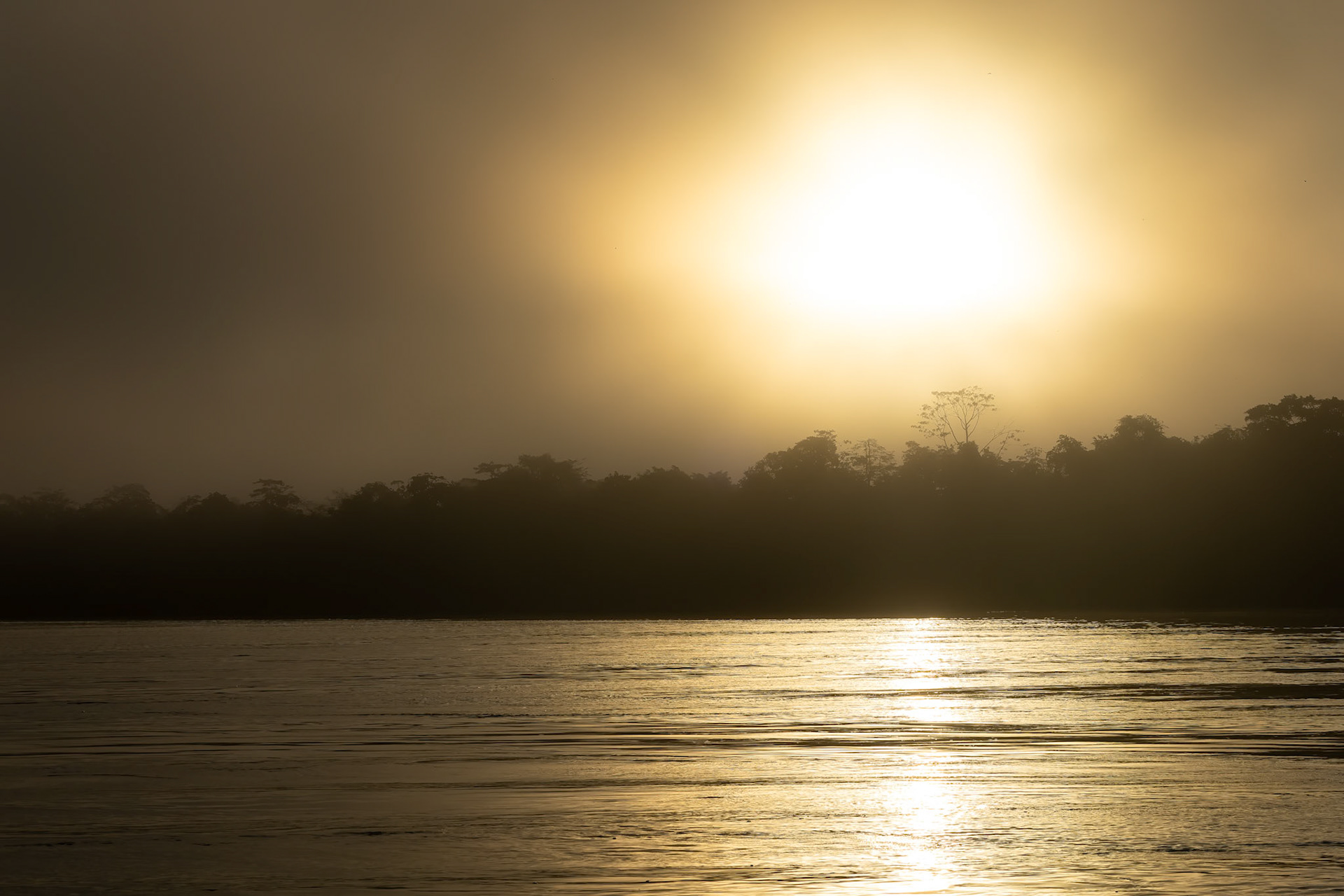 Forest landscape, Sukau, Borneo