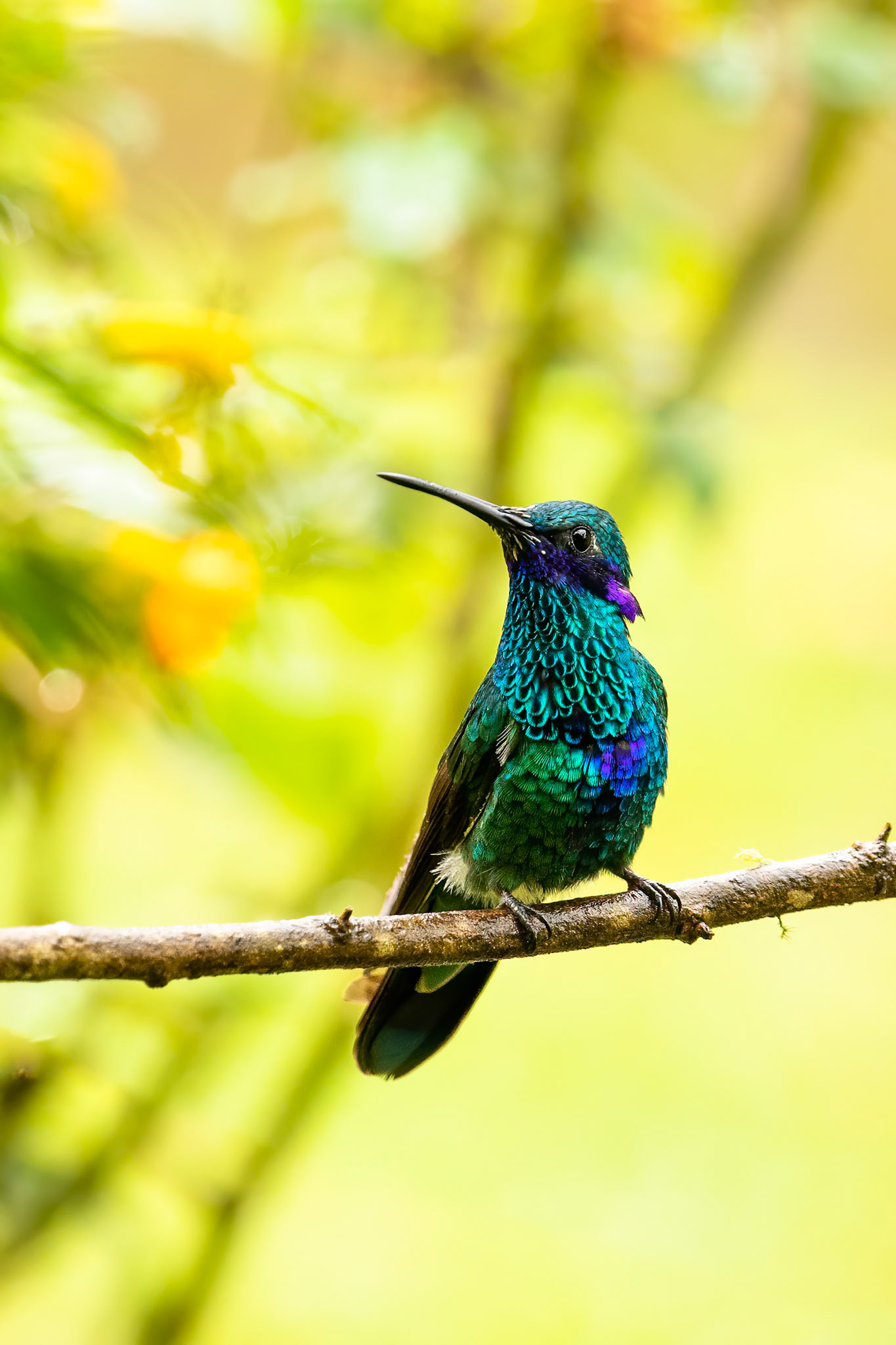 Sparkling violetear, Rio Blanco, Colombia