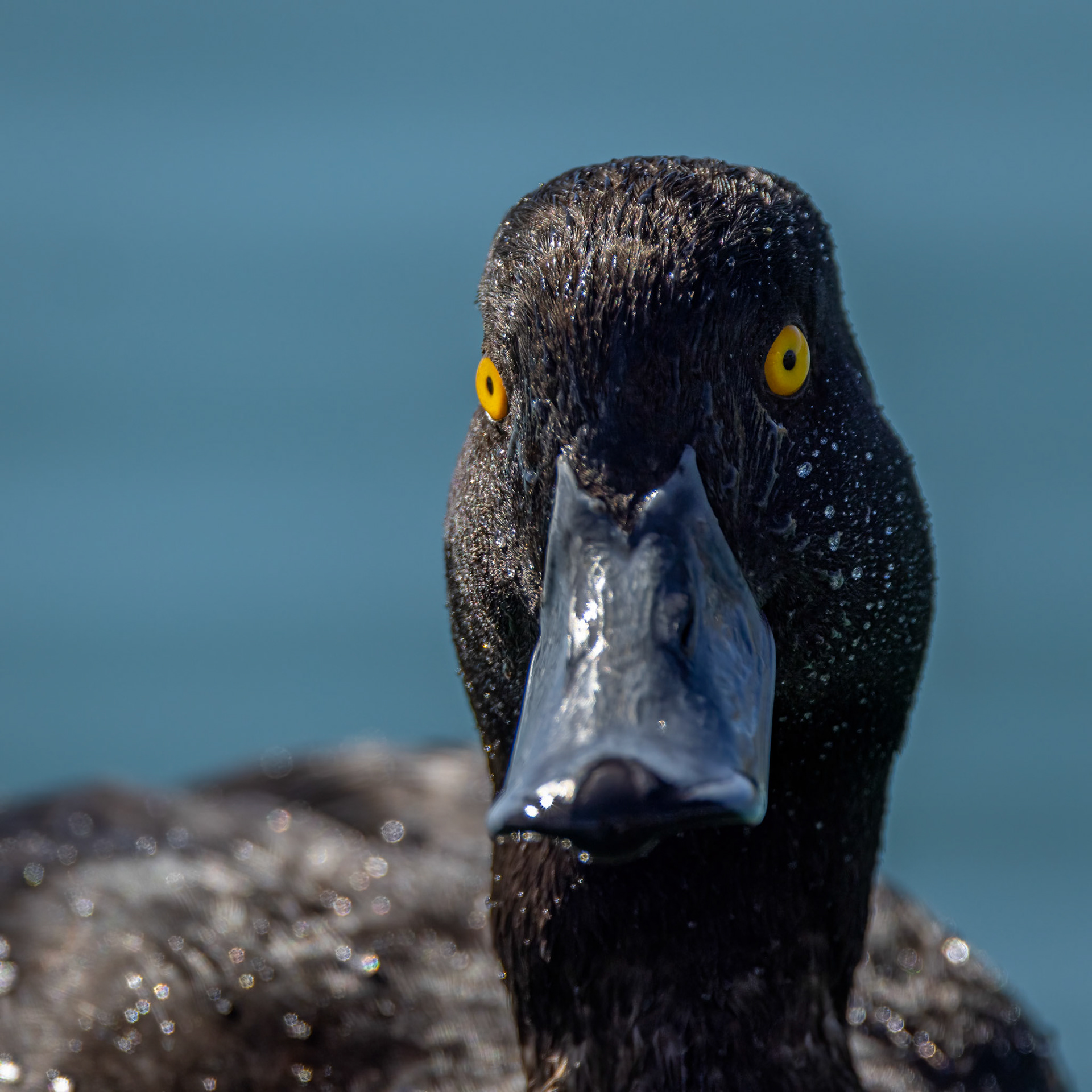 New Zealand scaup, Twizel, New Zealand