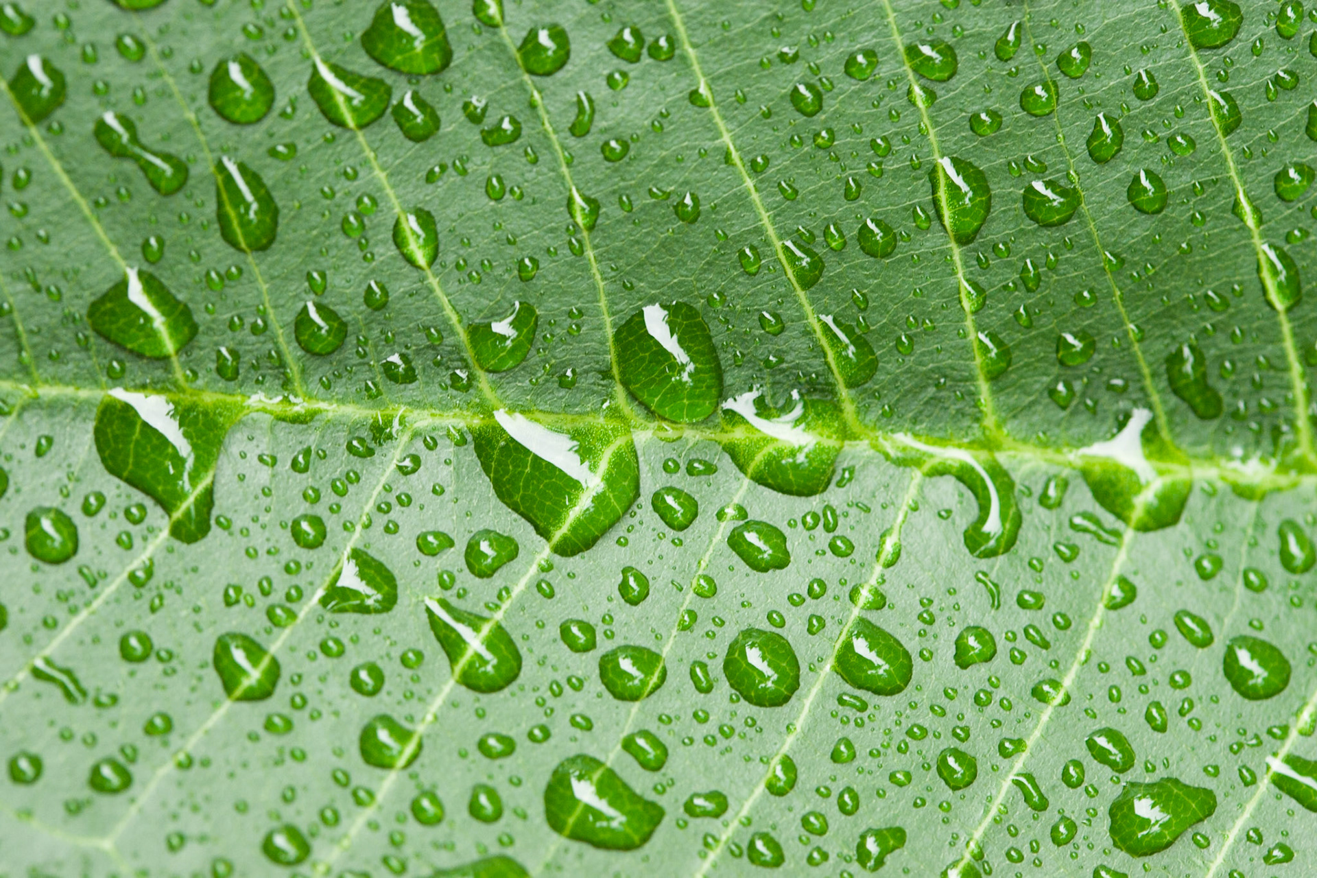 Raindrops on leaf, Byron Bay