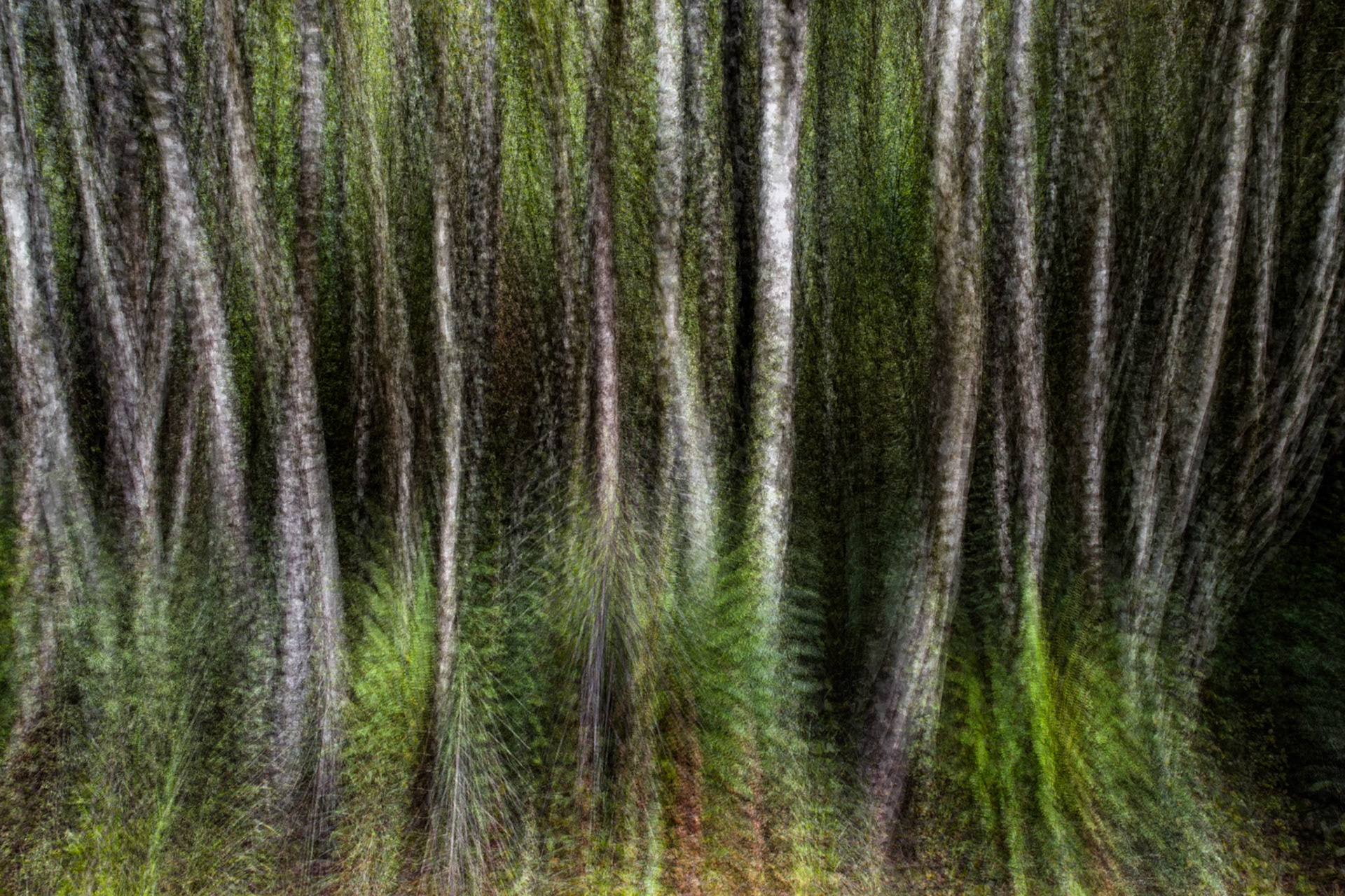 Old Coach Road, Tongariro, New Zealand