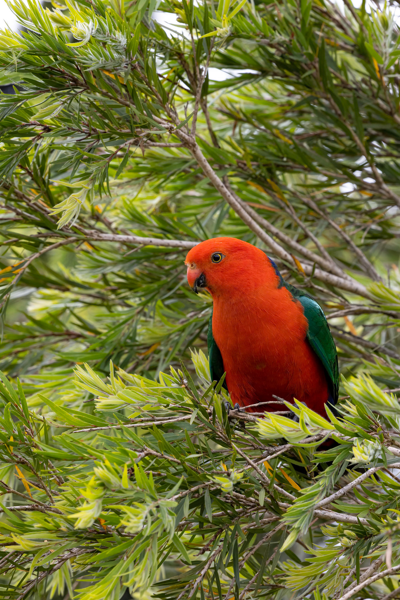 Australian king-parrot, O'Reilly's Rainforest Retreat, Lamington National Park, Queensland, Australia