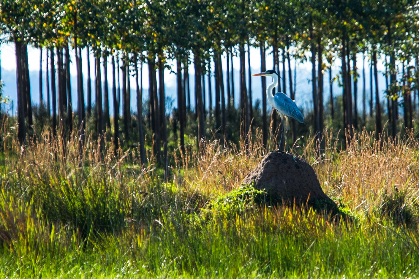 Cocoi heron (white-necked heron), Puerto Valle Esteros, Ibera wetlands, Corrientes, Argentina