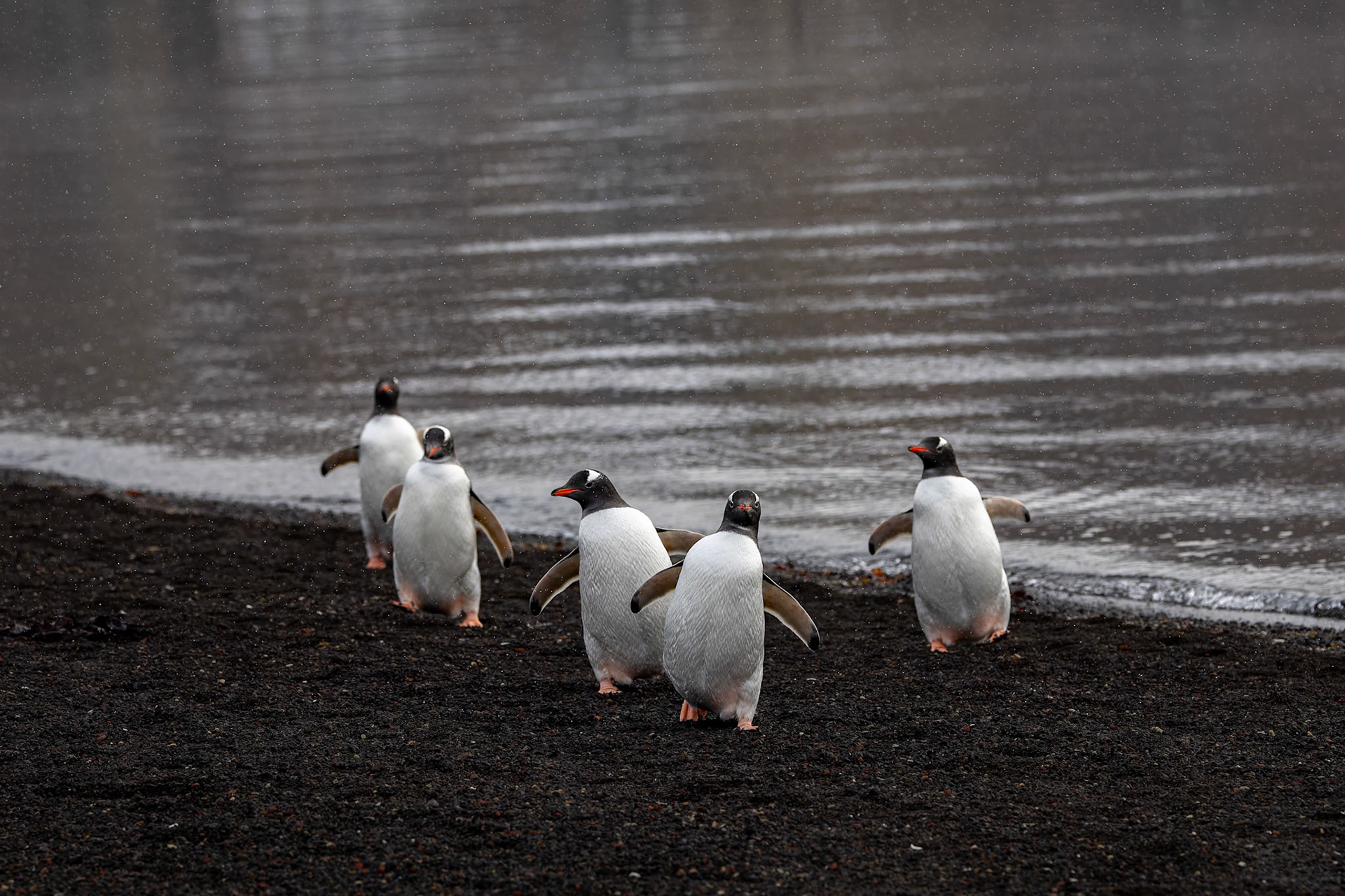 Gentoo penguin, Whaler's Bay, Deception Island