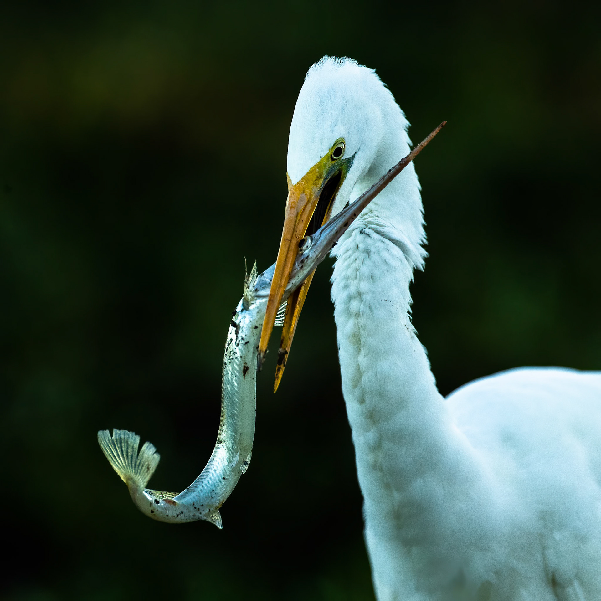 Great egret and longtom, Yellow waters billabong, Kakadu, Northern Territory, Australia