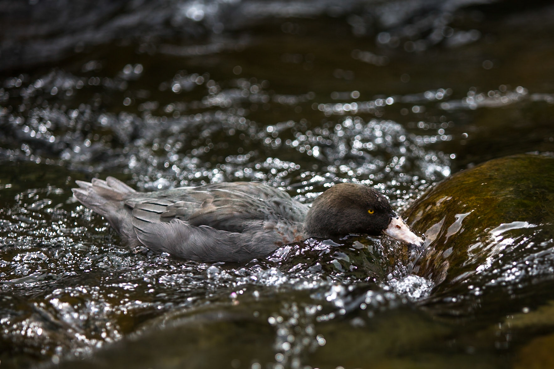 Blue duck, Silica rapids, Tongariro, New Zealand