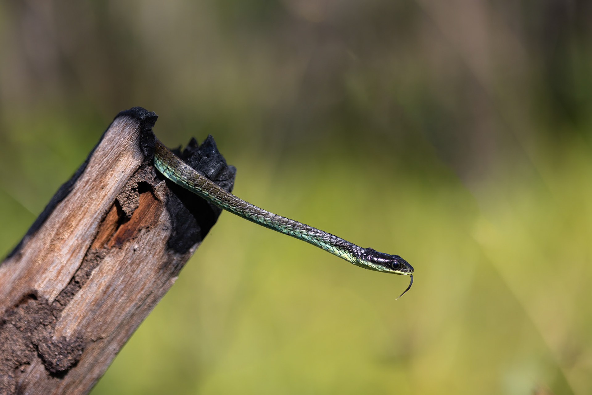 Tree snake, Kutini-Payamu (Iron Range) National Park, Cape York Penninsula, Queensland