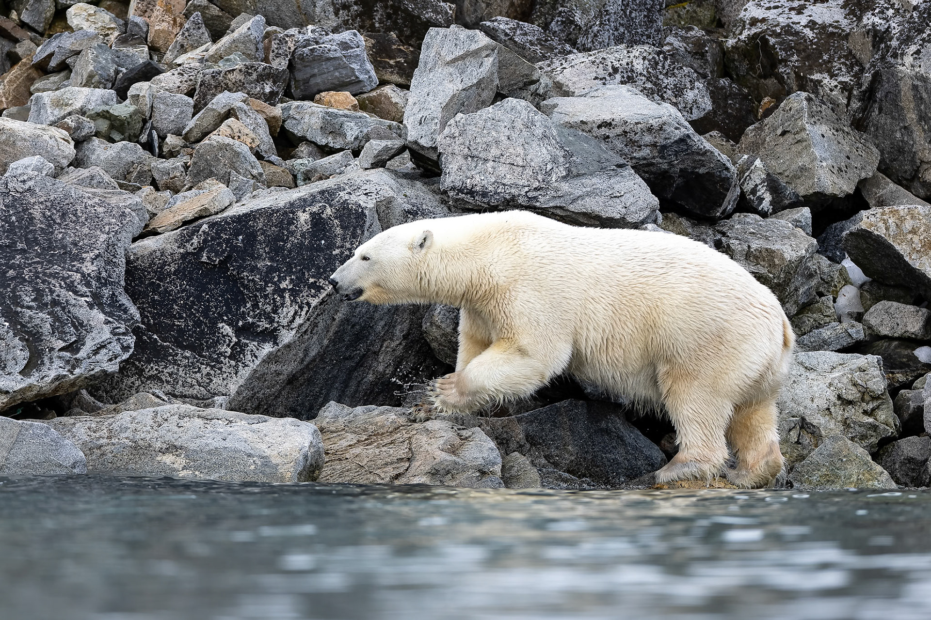 Polar bear, Hamiptonbukka, Svalbard, Norway