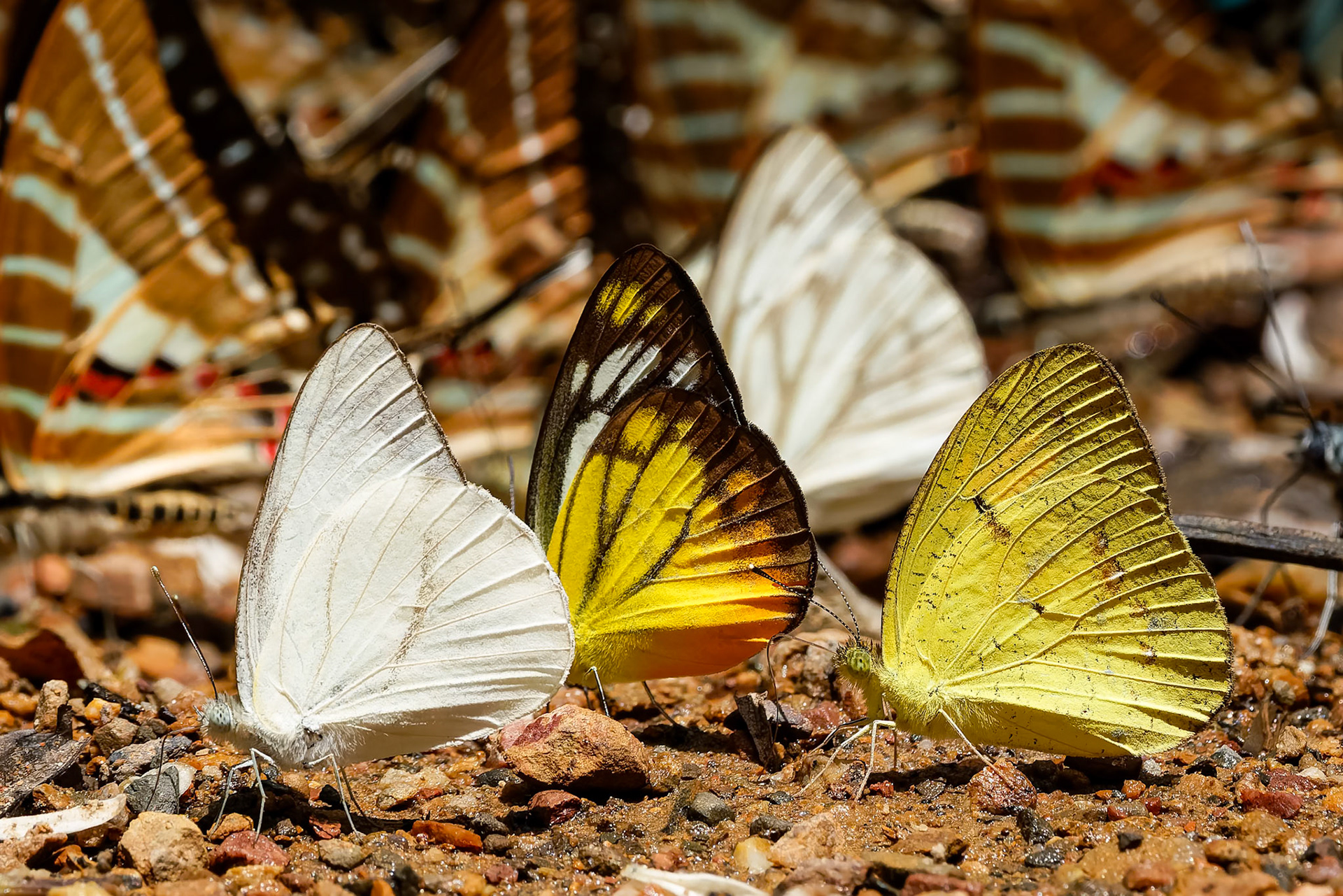 Butterflies, Khaeng Krackan National Park, Thailand