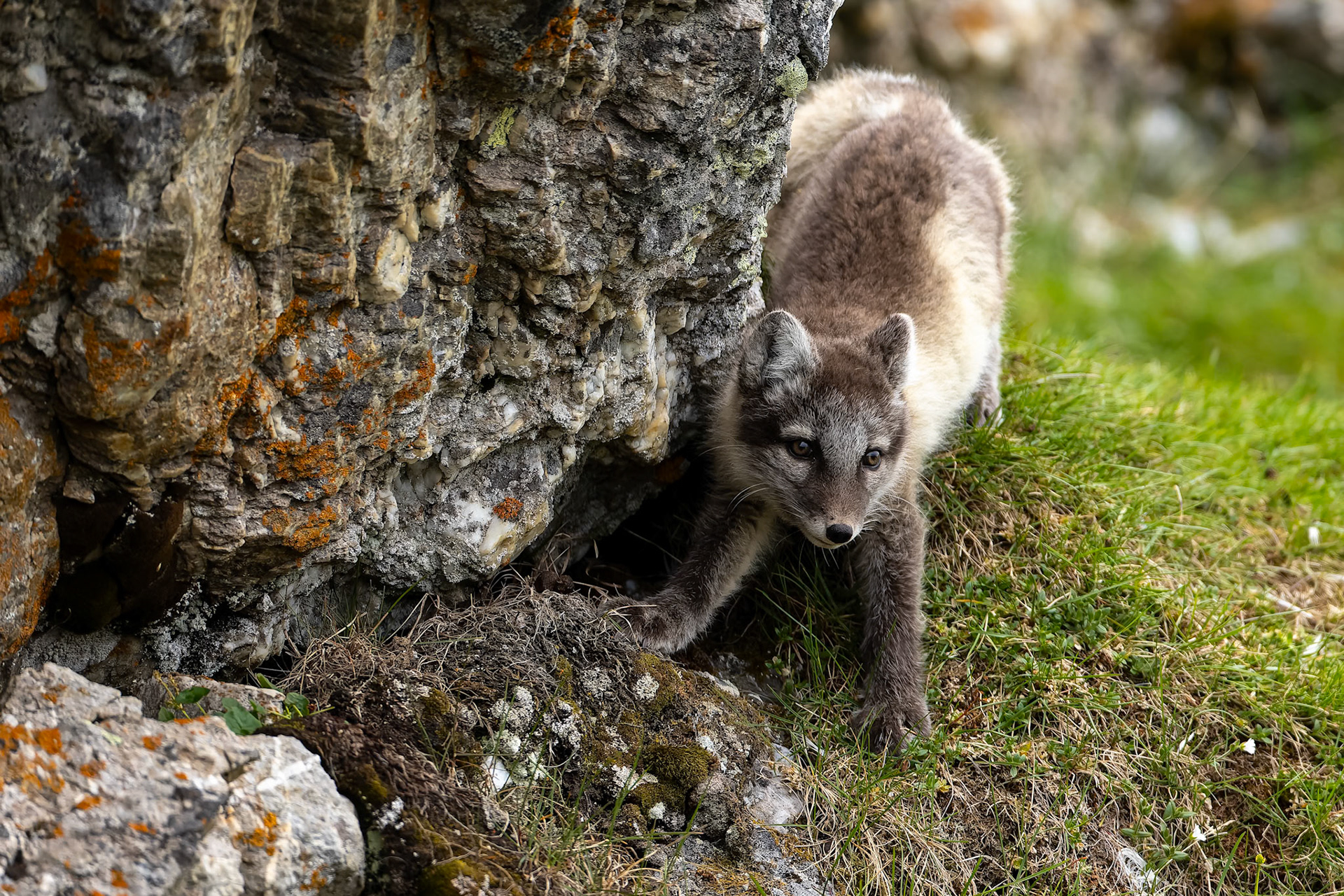Arctic fox, Trygghamna, Svalbard, Norway
