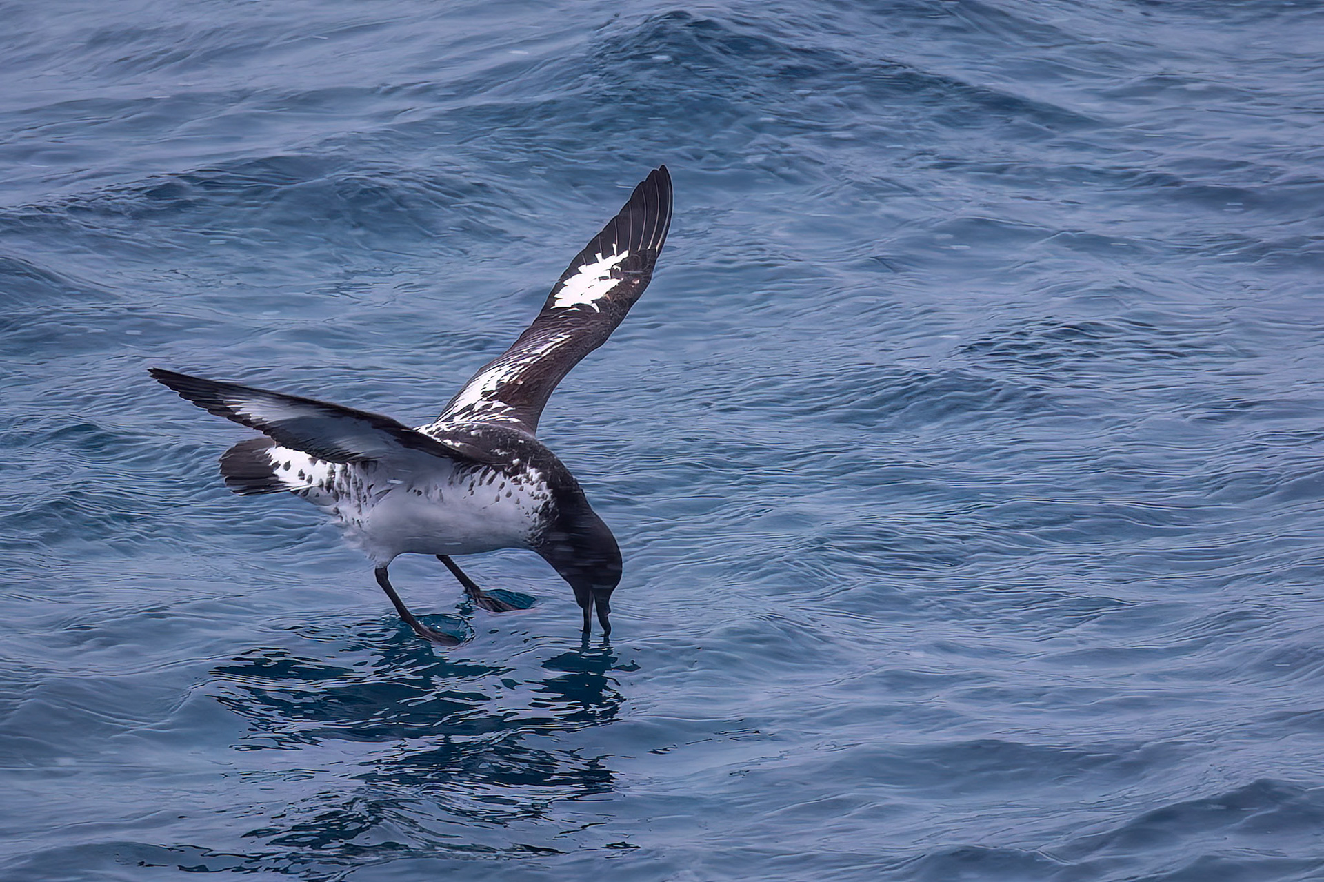 Cape petrel, Gold Harbour, South Georgia