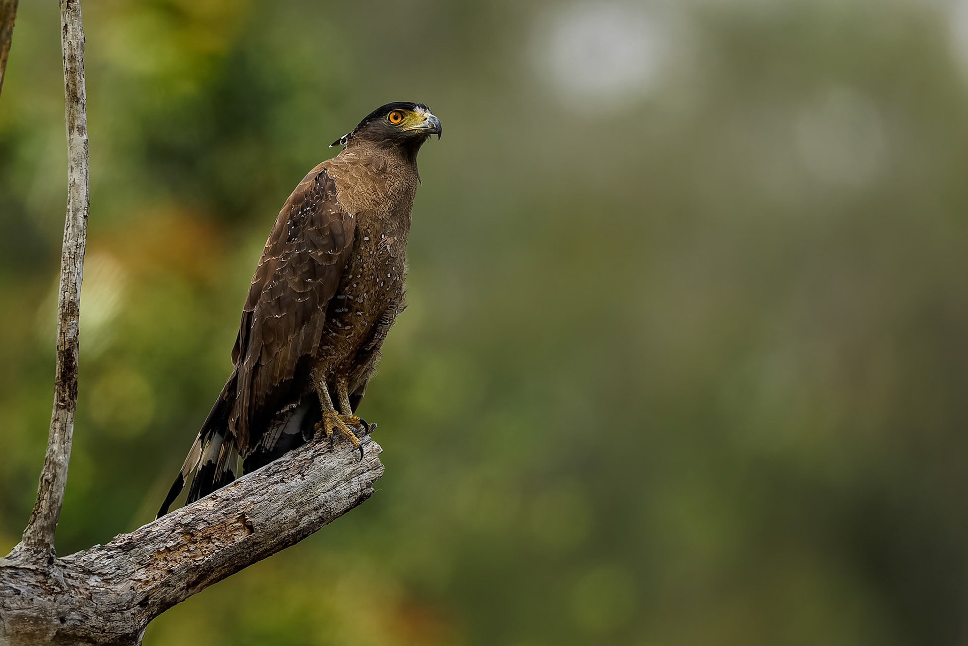 Crested serpent-eagle, Khaeng Krackan National Park, Thailand