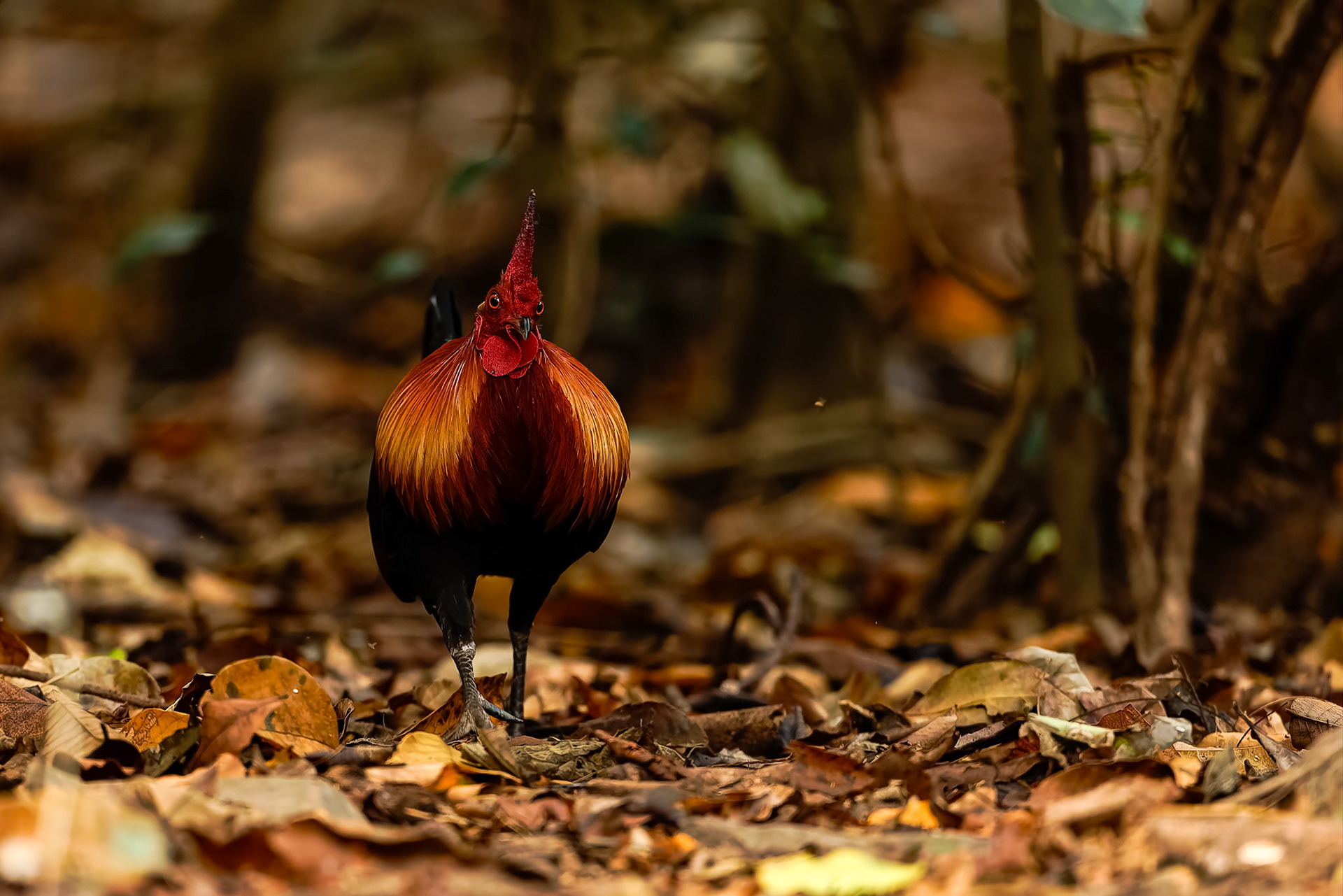 Red junglefowl, Khaeng Krackan National Park, Thailand
