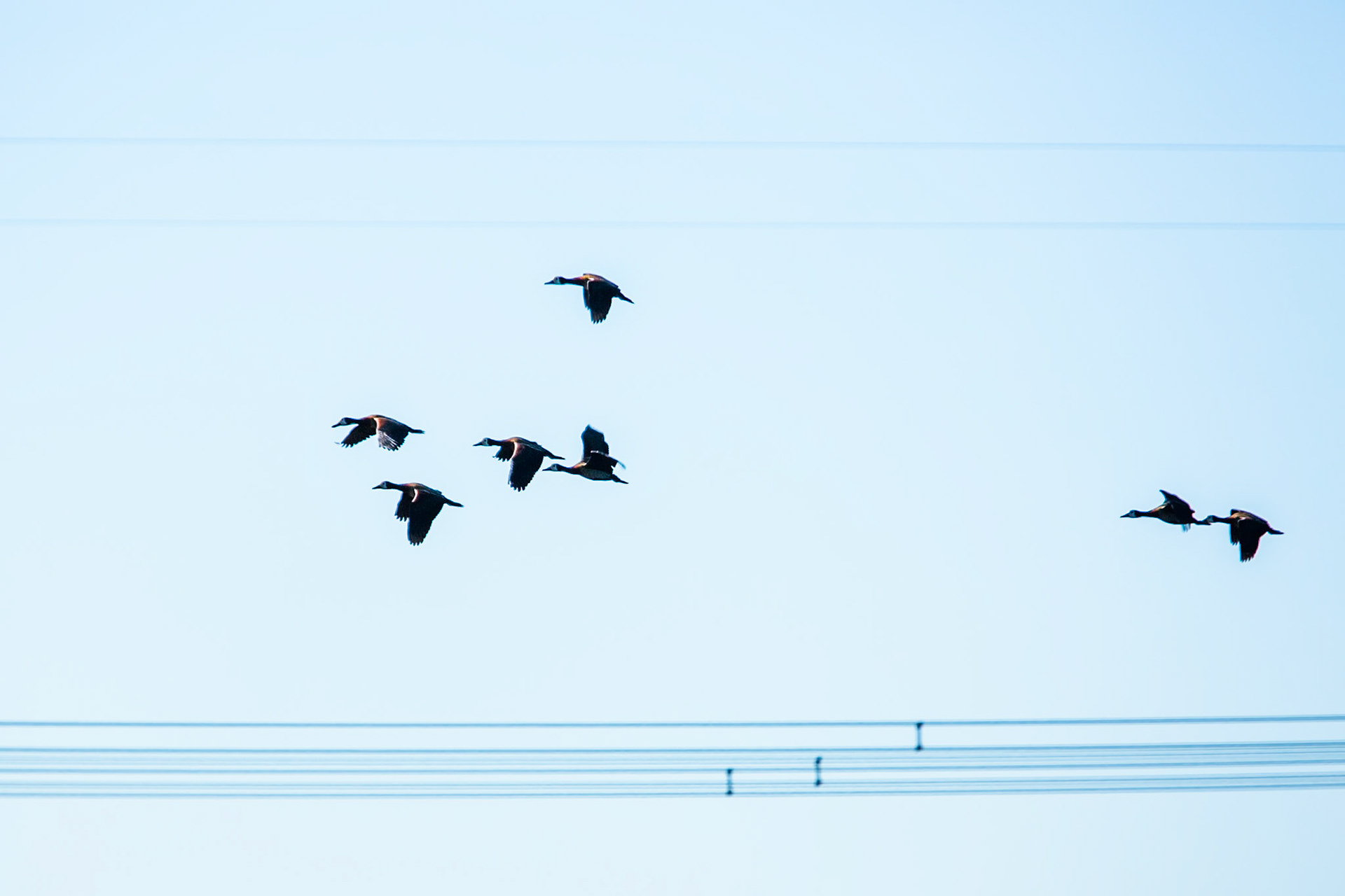 White-faced whistling ducks, Puerto Valle Esteros, Ibera wetlands, Corrientes, Argentina