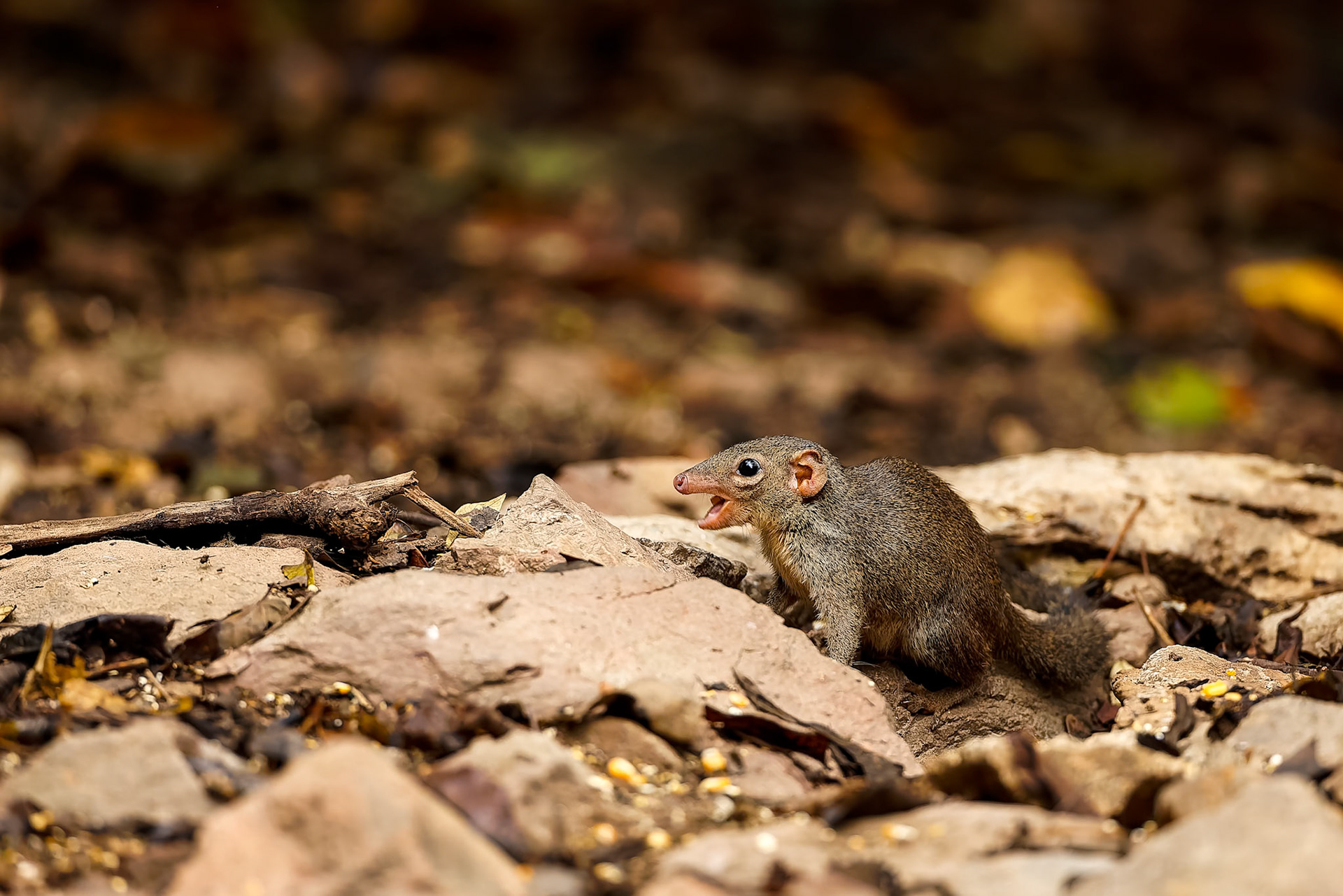 Northern treeshrew, Khaeng Krackan National Park, Thailand