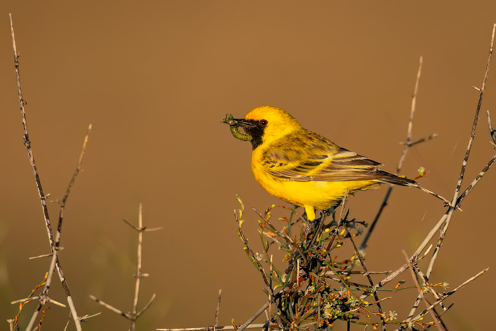Orange chat, Birdsville, Queensland, Australia