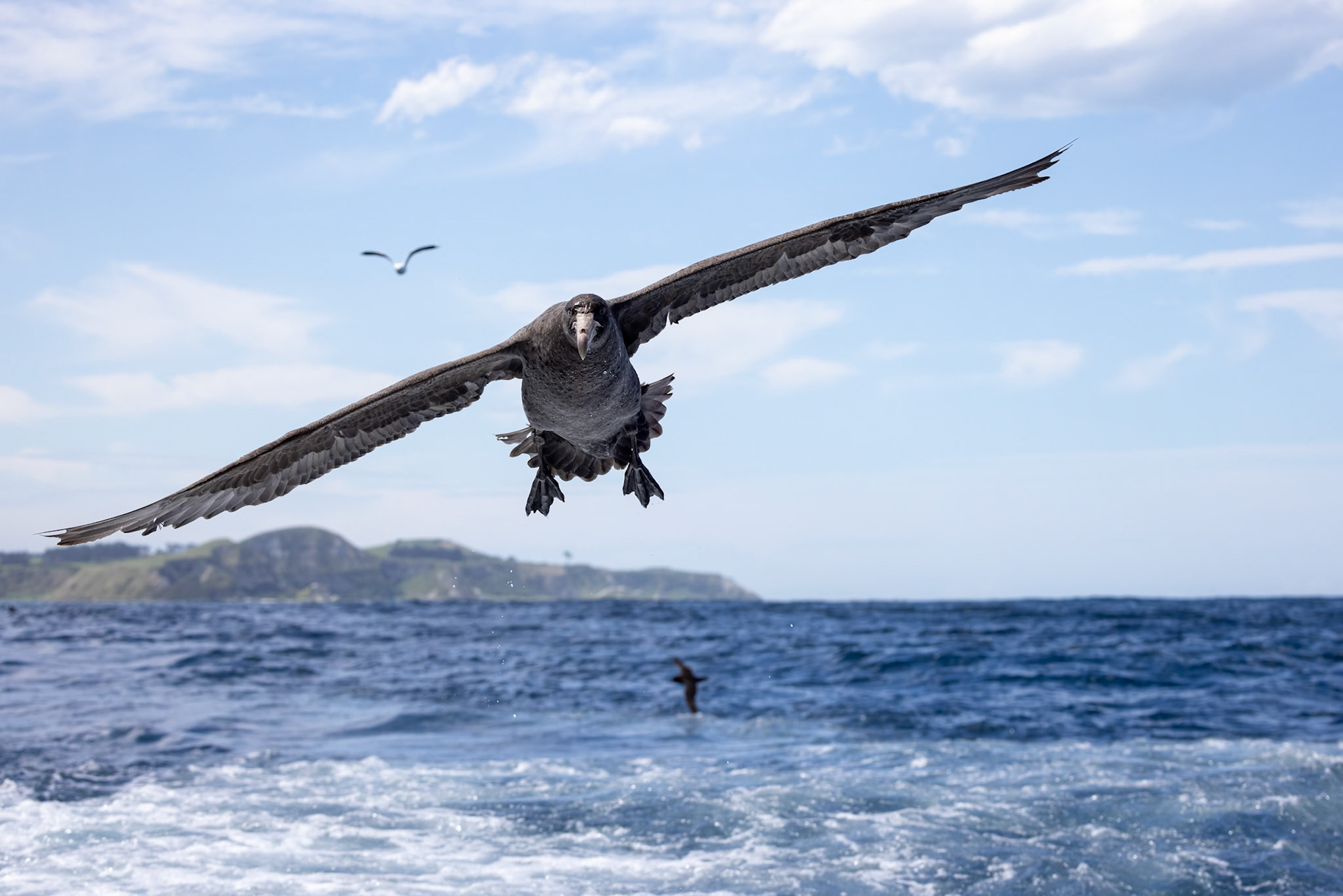 Northern giant-petrel, Kaikōura, New Zealand