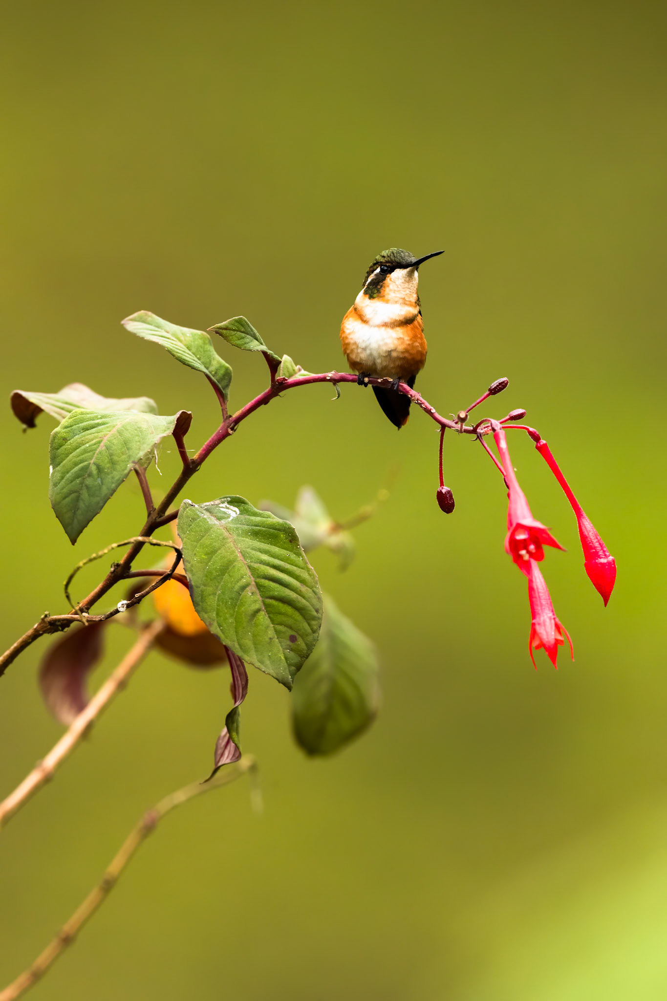 White-bellied woodstar, Rio Blanco, Colombia