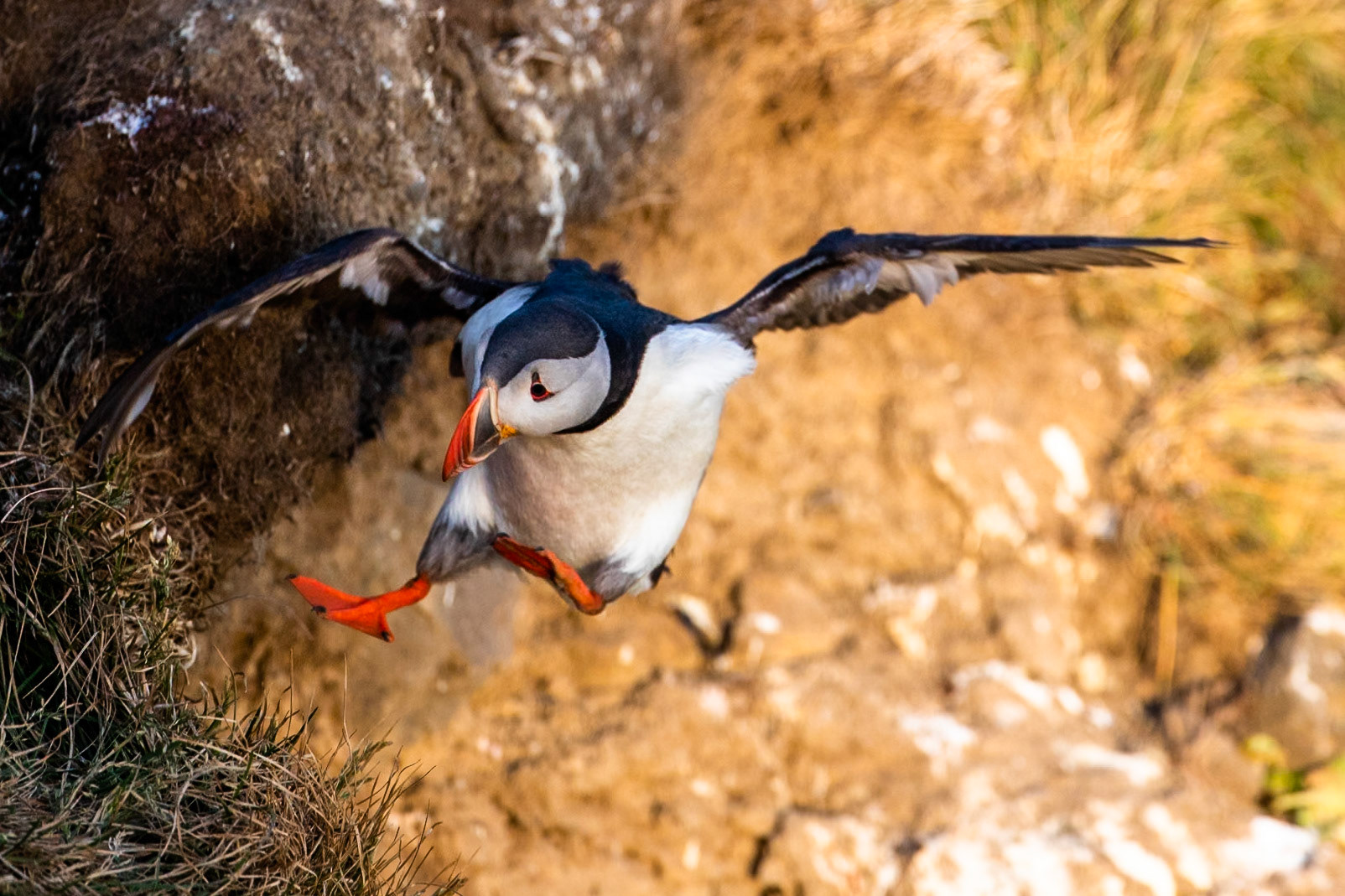 Atlantic puffin, Grímsey Island, Iceland