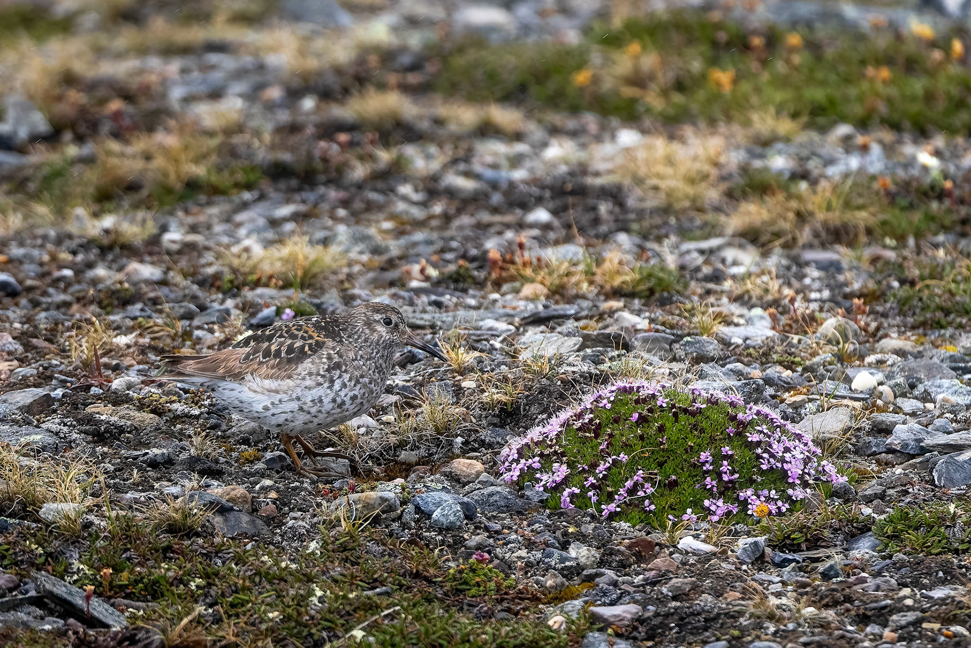 Purple sandpiper, Nylondon, Svalbard, Norway