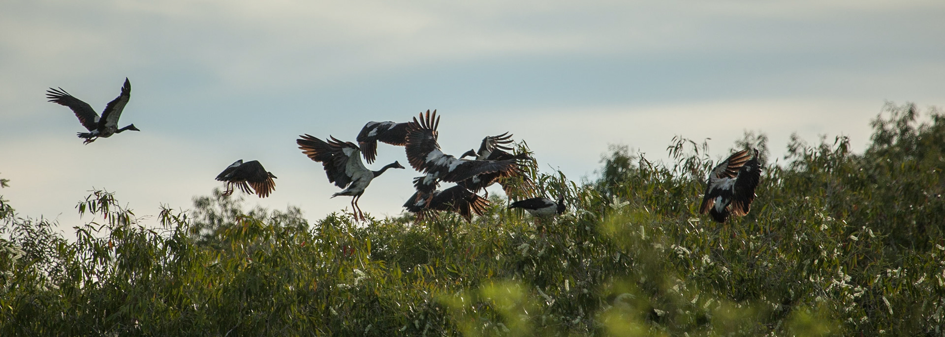 Magpie geese coming down to roost, Mount Borradale, Arnhemland, Northern Territory
