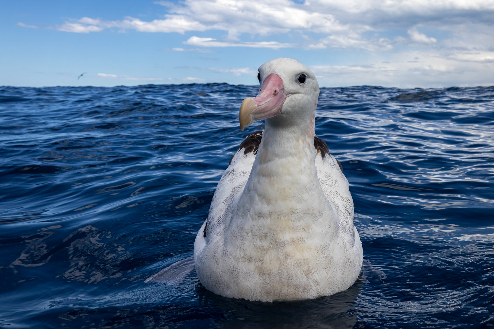 Gibson's albatross, Kaikōura, New Zealand