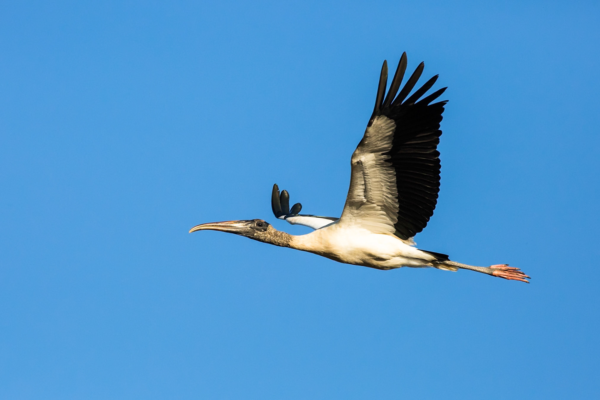 Wood stork, Pousada Piuval, Pantanal, Brazil