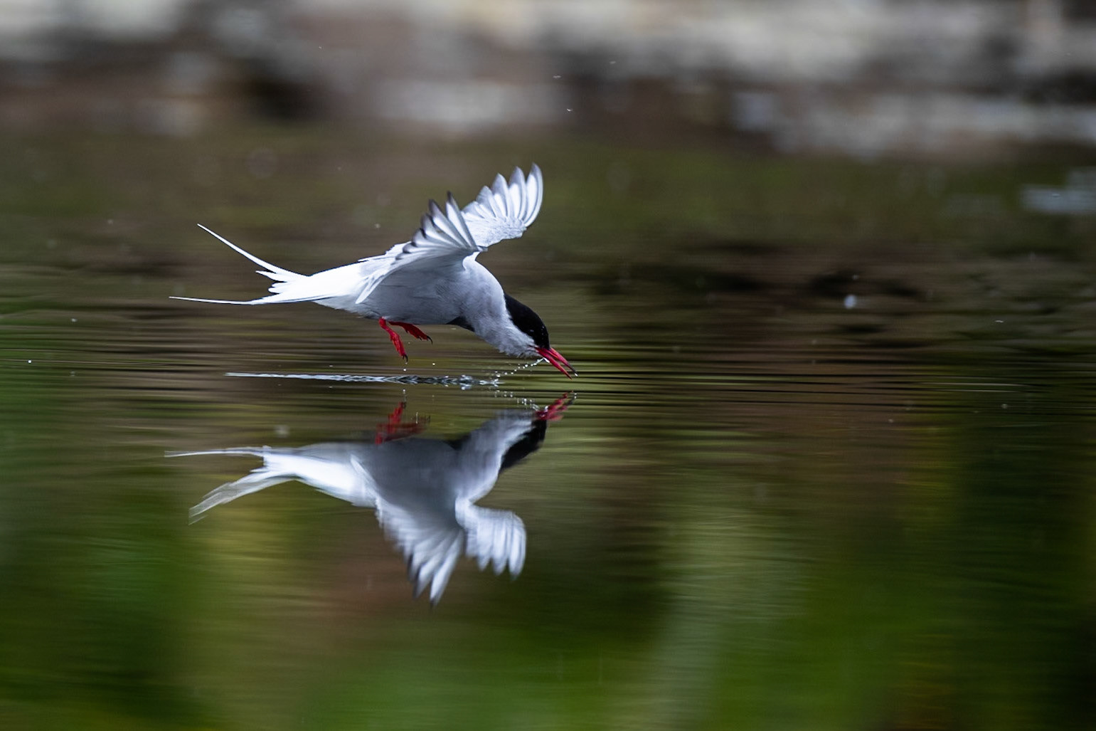 Arctic tern, Grímsey Island, Iceland