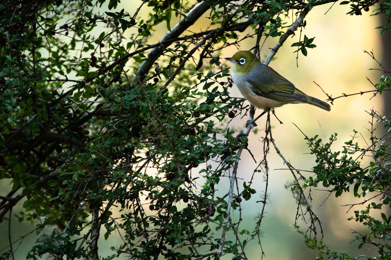 Silvereye, Fern Tree, Huon road, Hobart, Tasmania