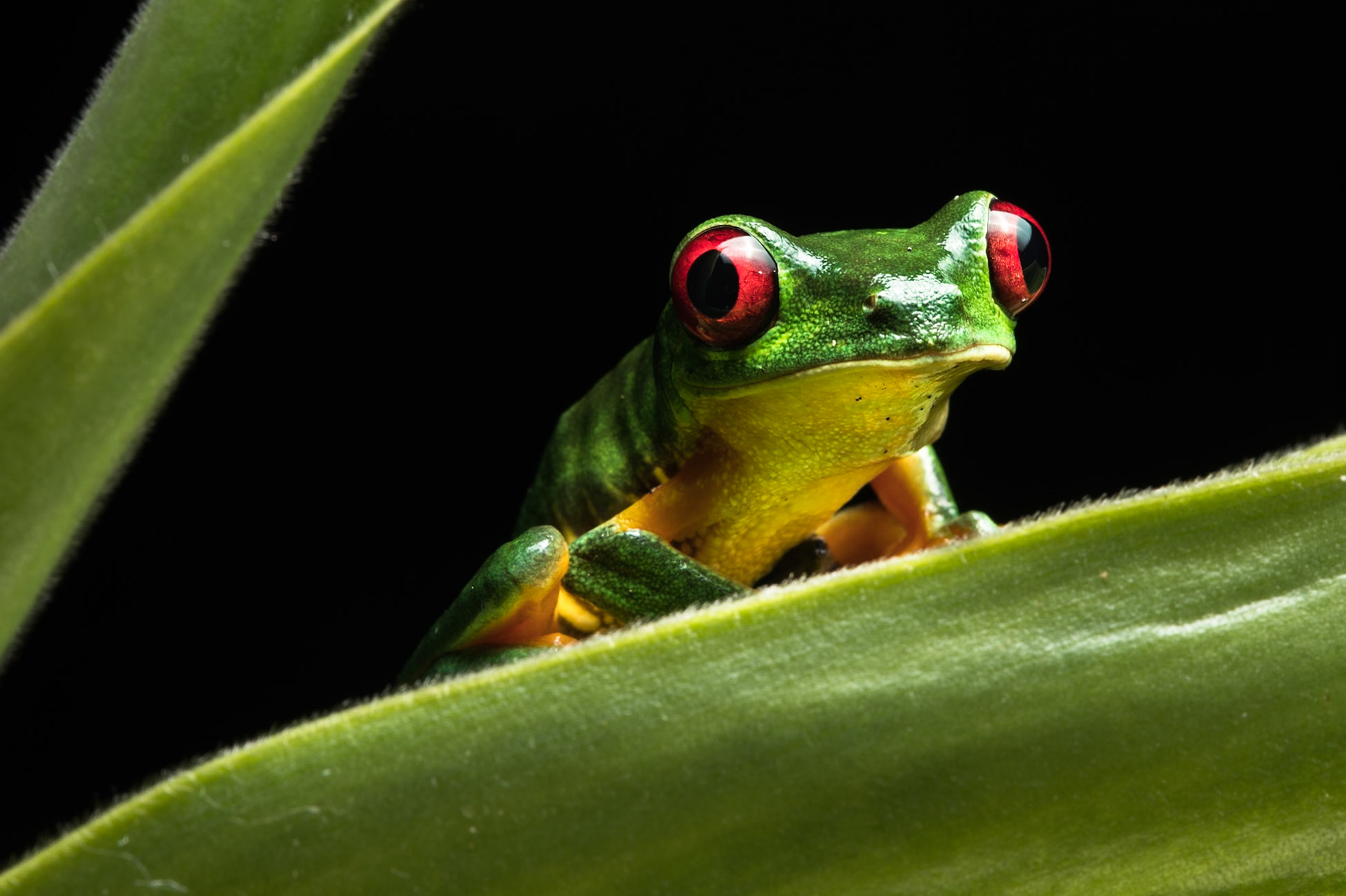 Red-eyed tree frog, Villa Lapas, Costa Rica