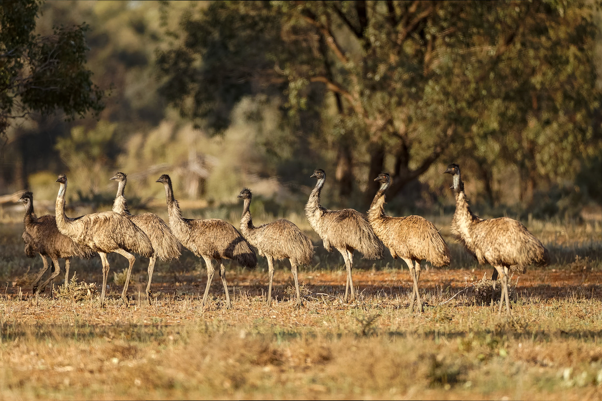 Emu, Round Hill Nature Reserve, Lake Cargelligo, NSW, Australia