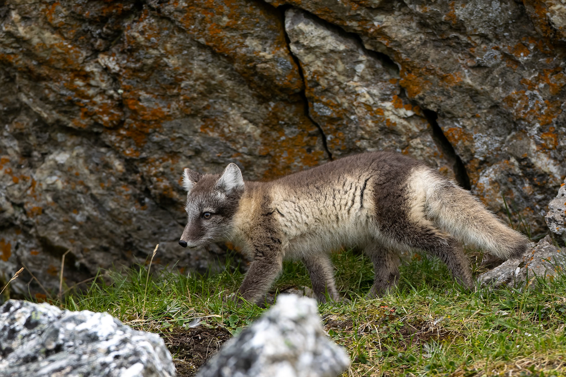 Arctic fox, Trygghamna, Svalbard, Norway