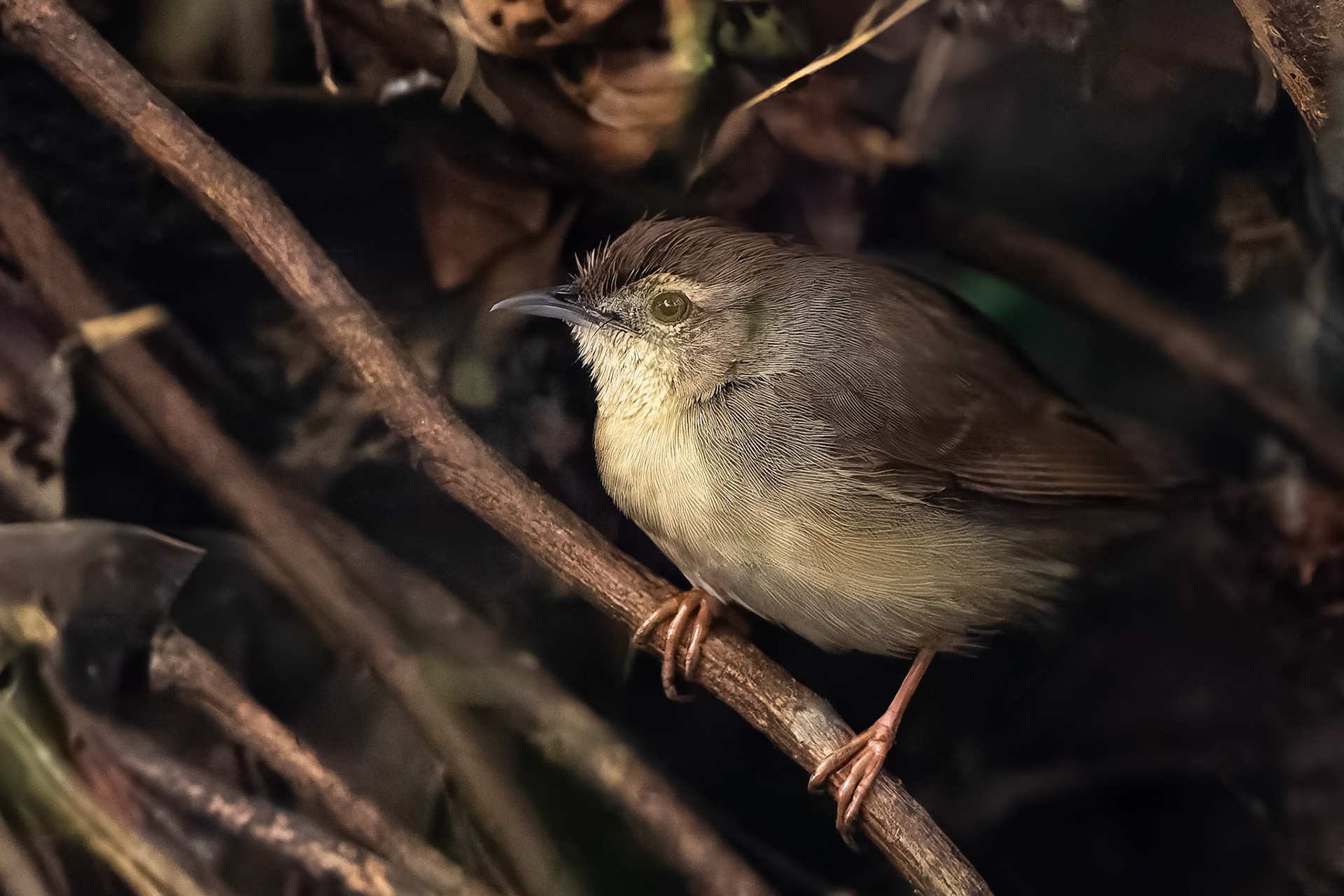 Jungle prinia, Khana, India