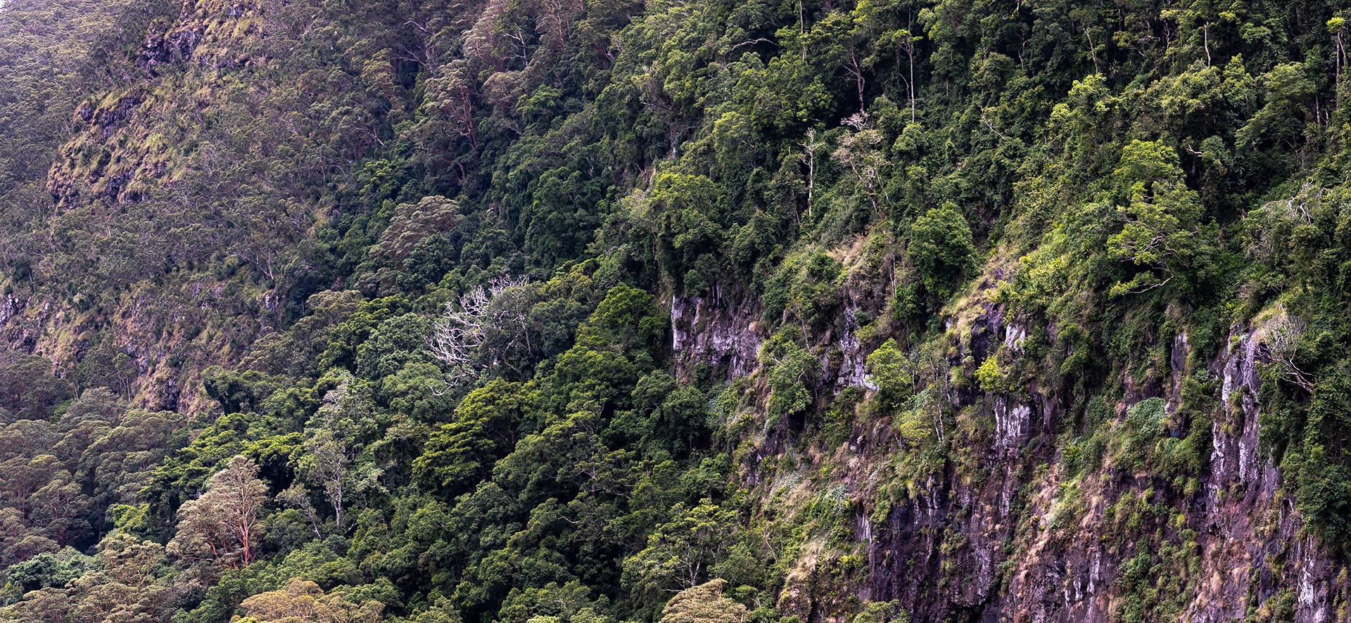O'Reilly's Rainforest Retreat, Lamington National Park, Queensland, Australia