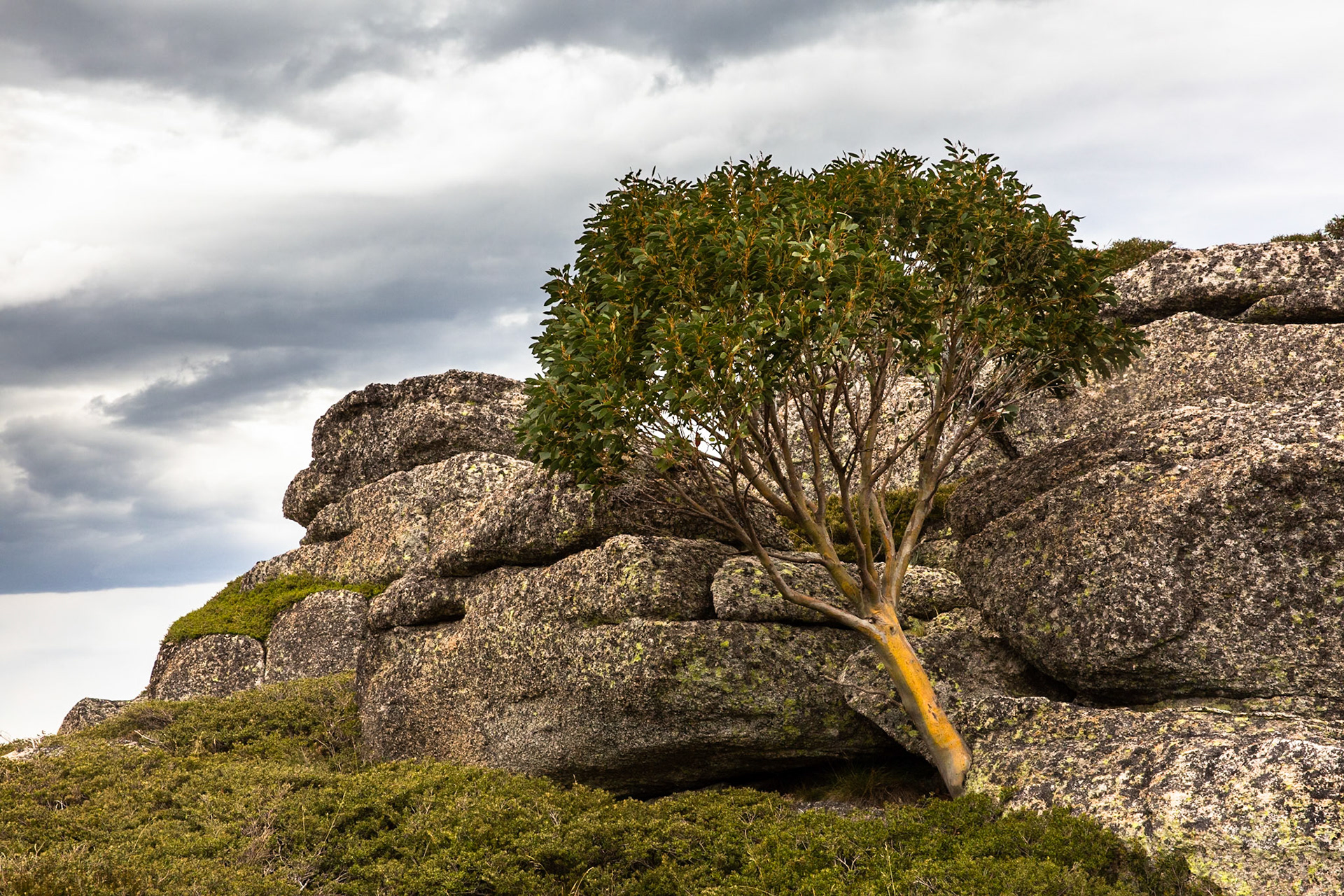 Thredbo to the cablecar and return, Mount Kosciuszko National Park, Snowy Mountains, New South Wales