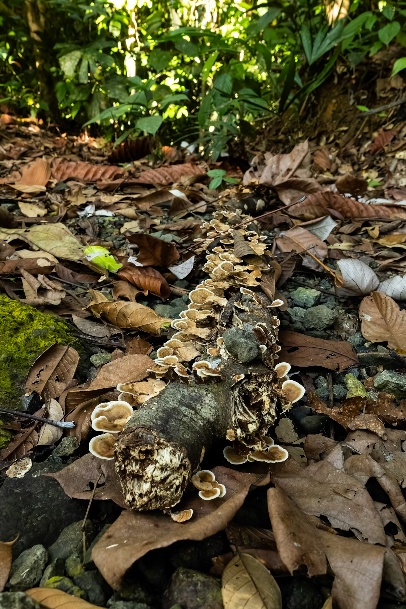 Forest landscape, Sepilok, Borneo